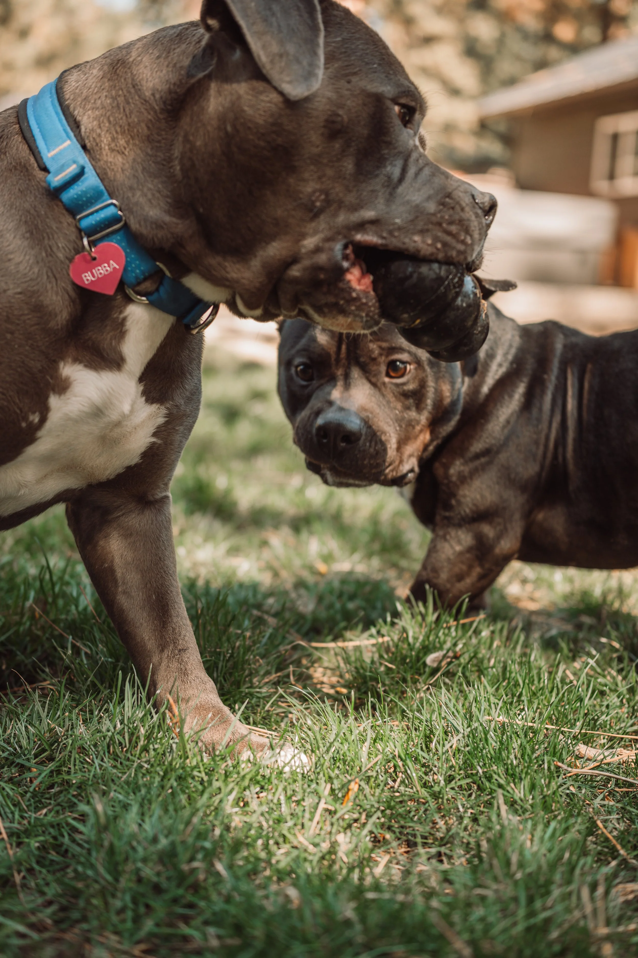 Ty + Onyx Banjo-26.jpg