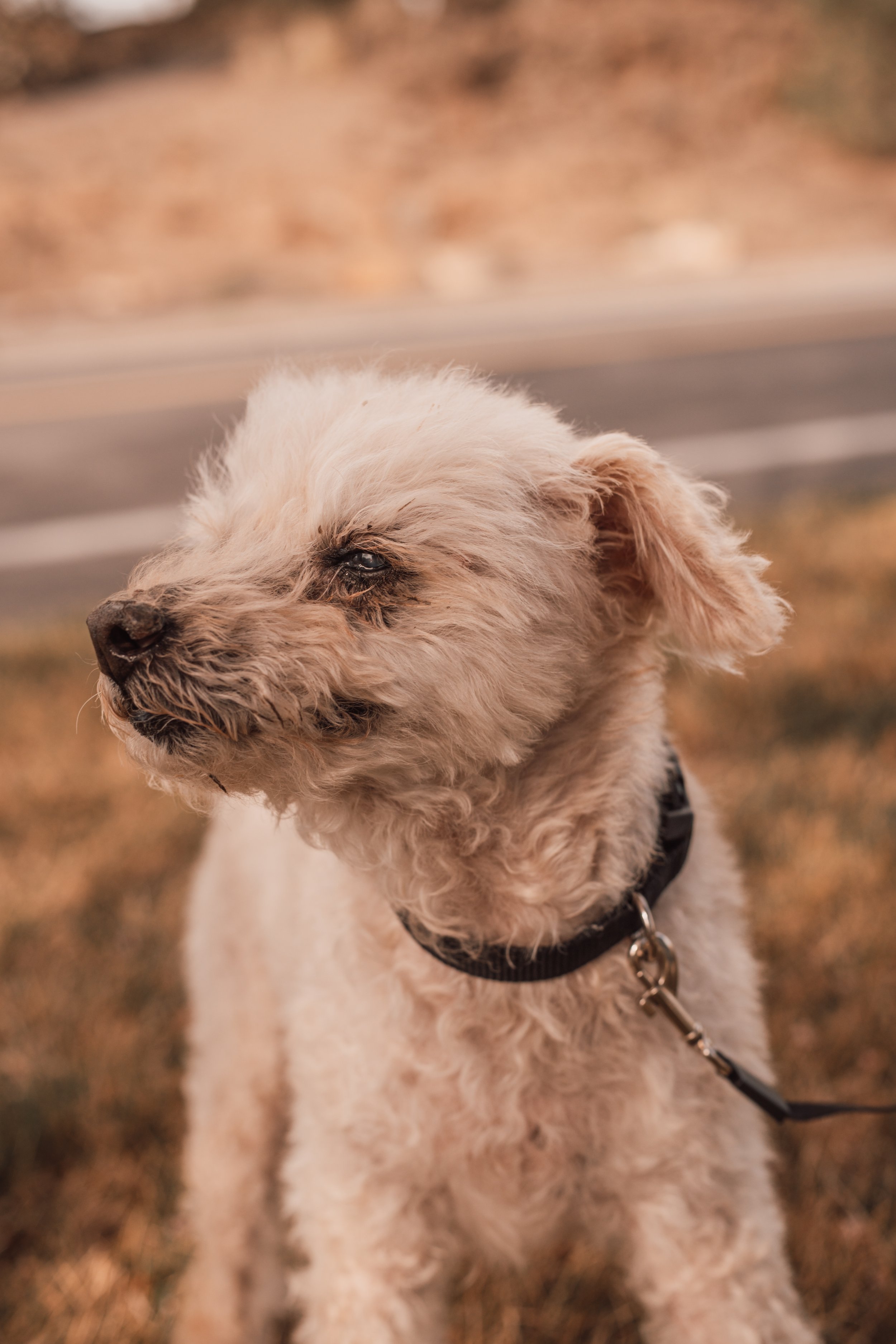 Silver Linings Rescue Ranch-039.jpg