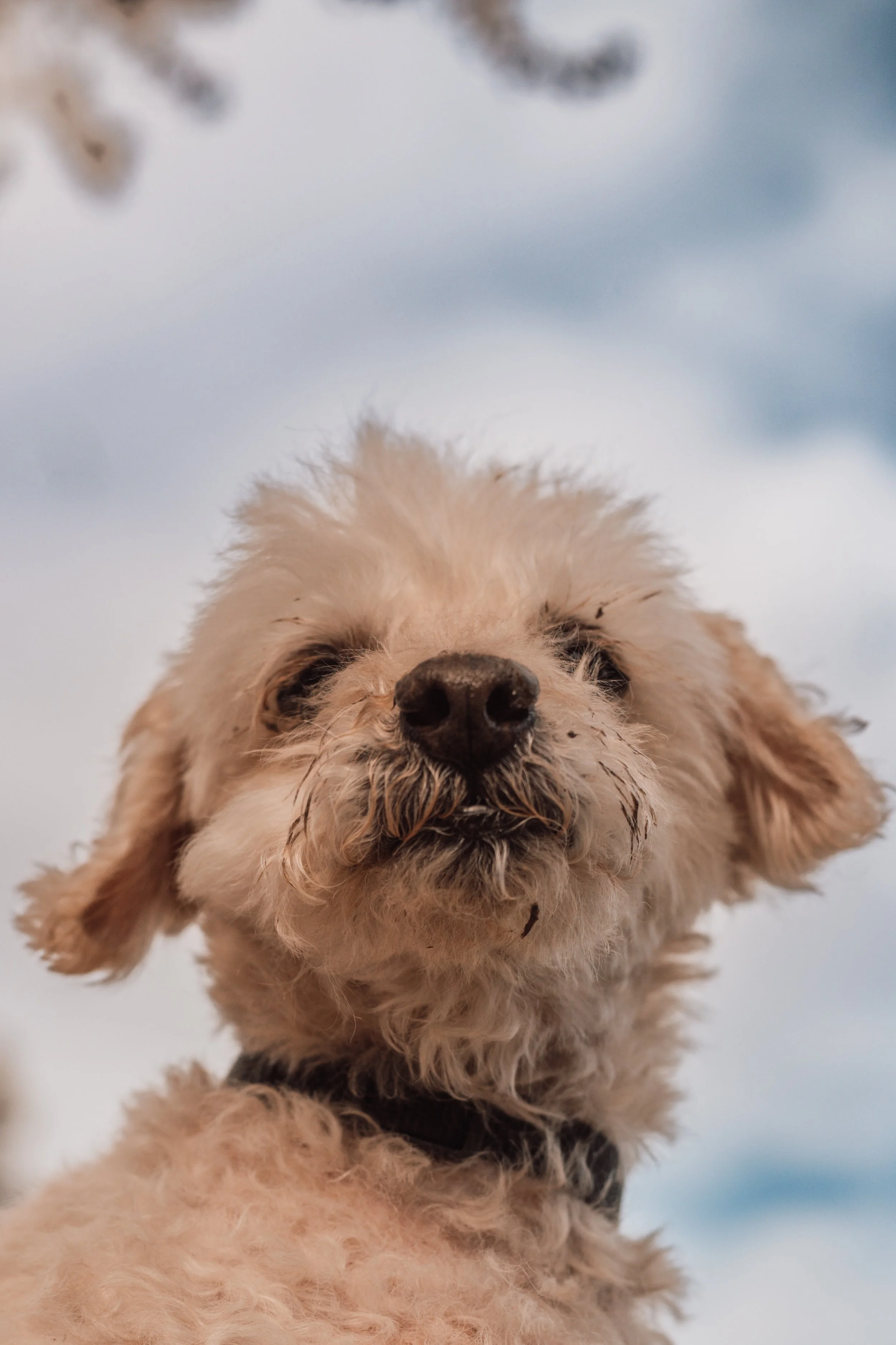 Silver Linings Rescue Ranch-049.jpg