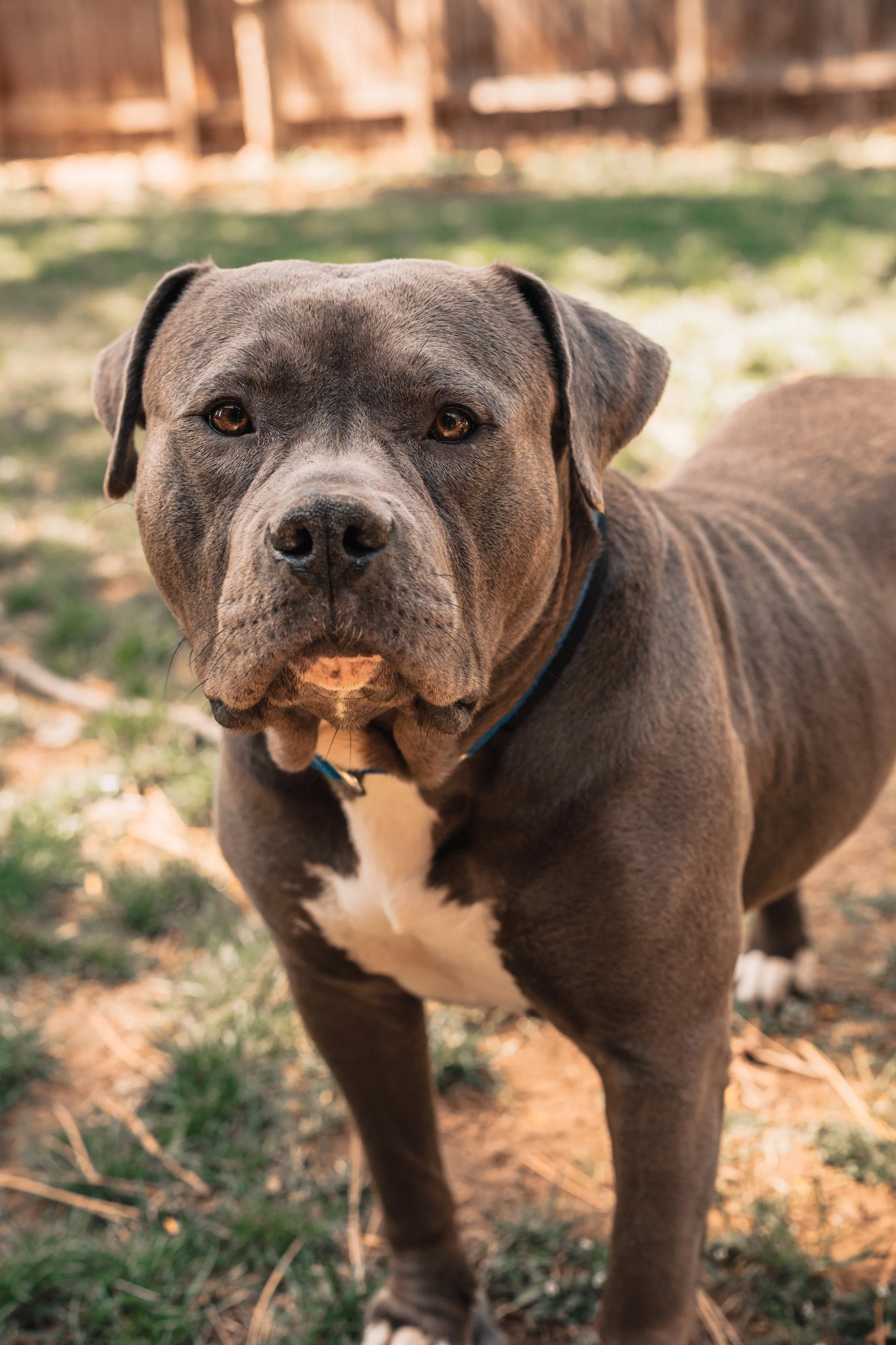 Silver Linings Rescue Ranch-005.jpg