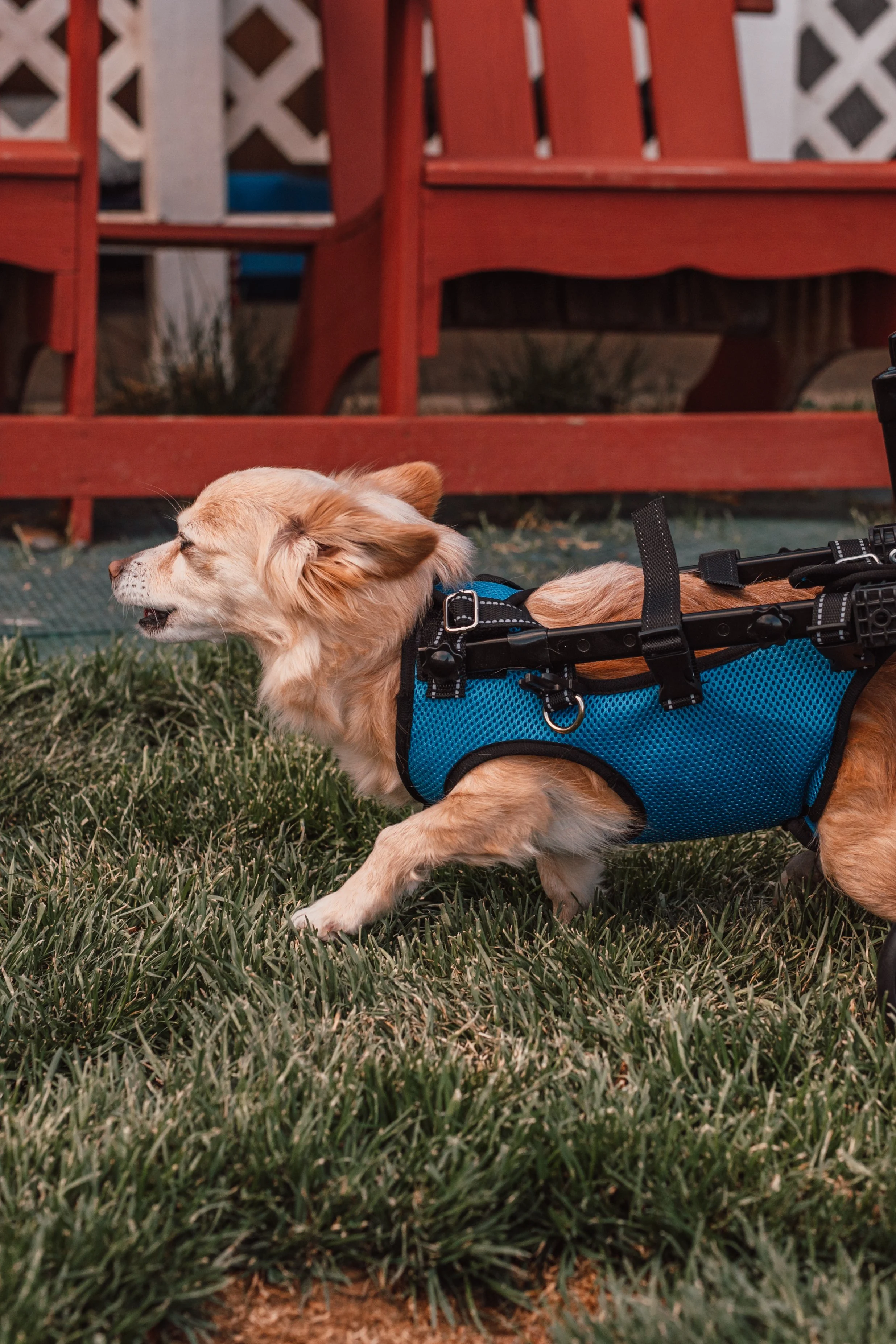 Silver Linings Rescue Ranch-062.jpg