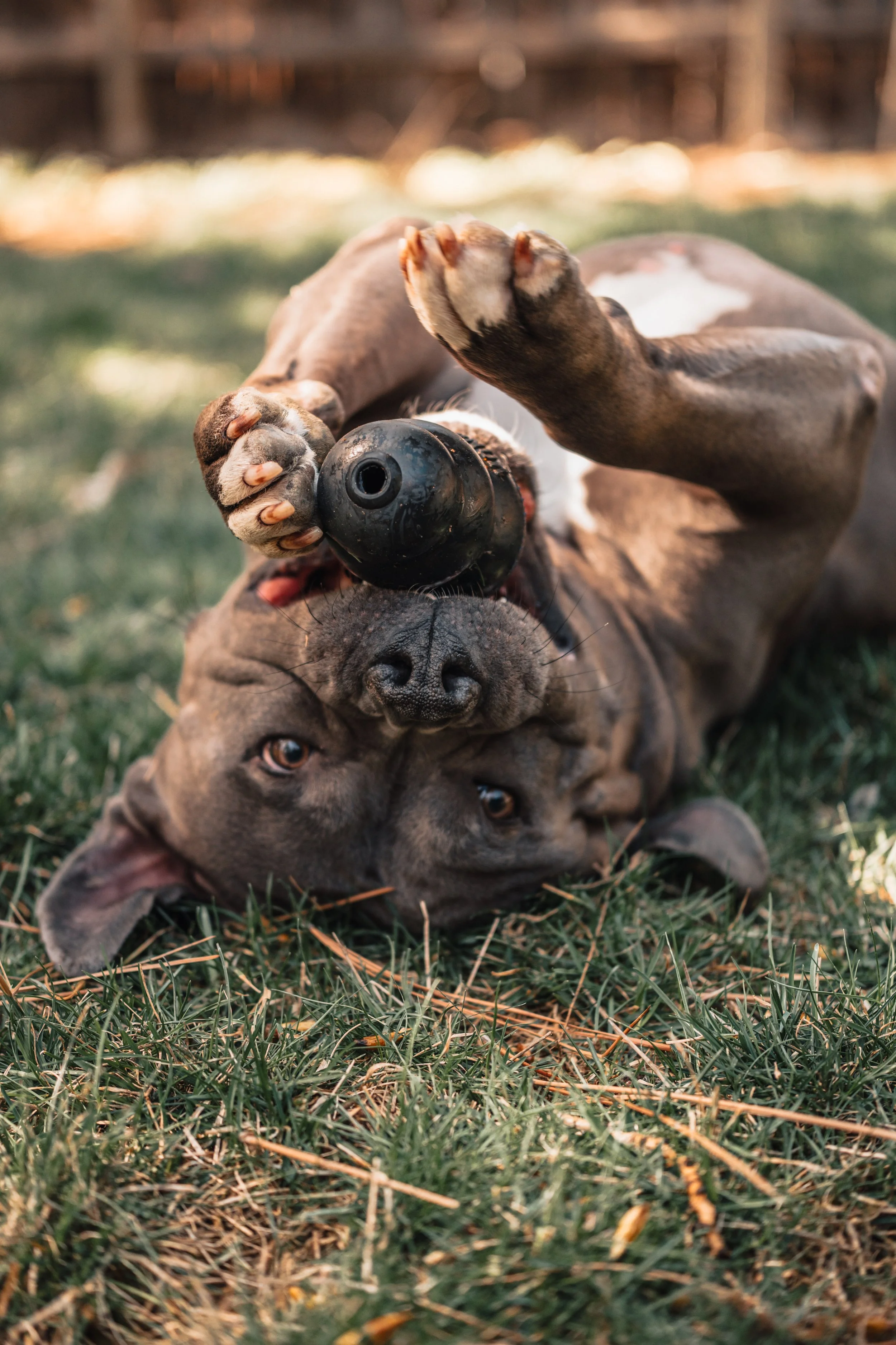 Silver Linings Rescue Ranch-031.jpg