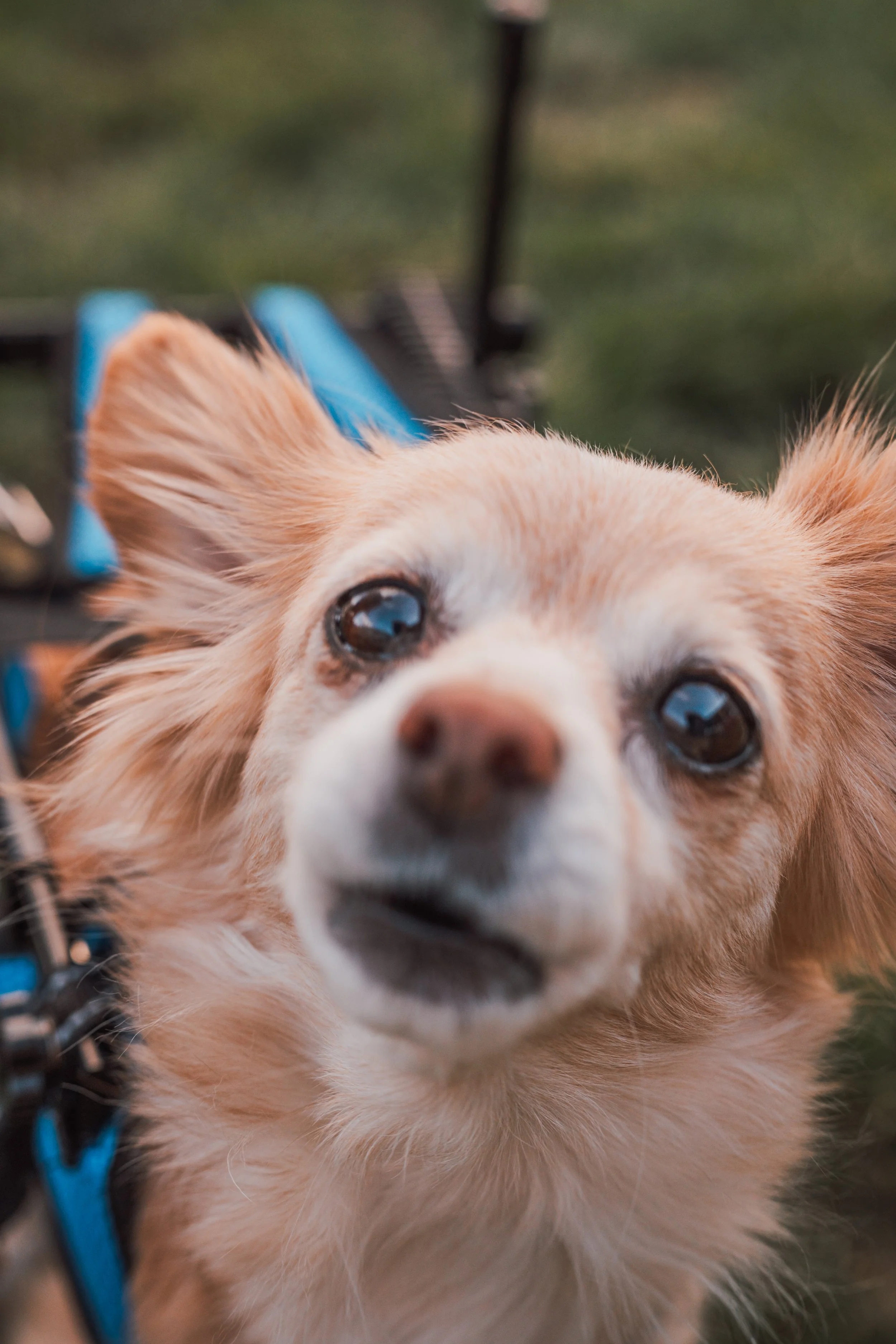 Silver Linings Rescue Ranch-058.jpg