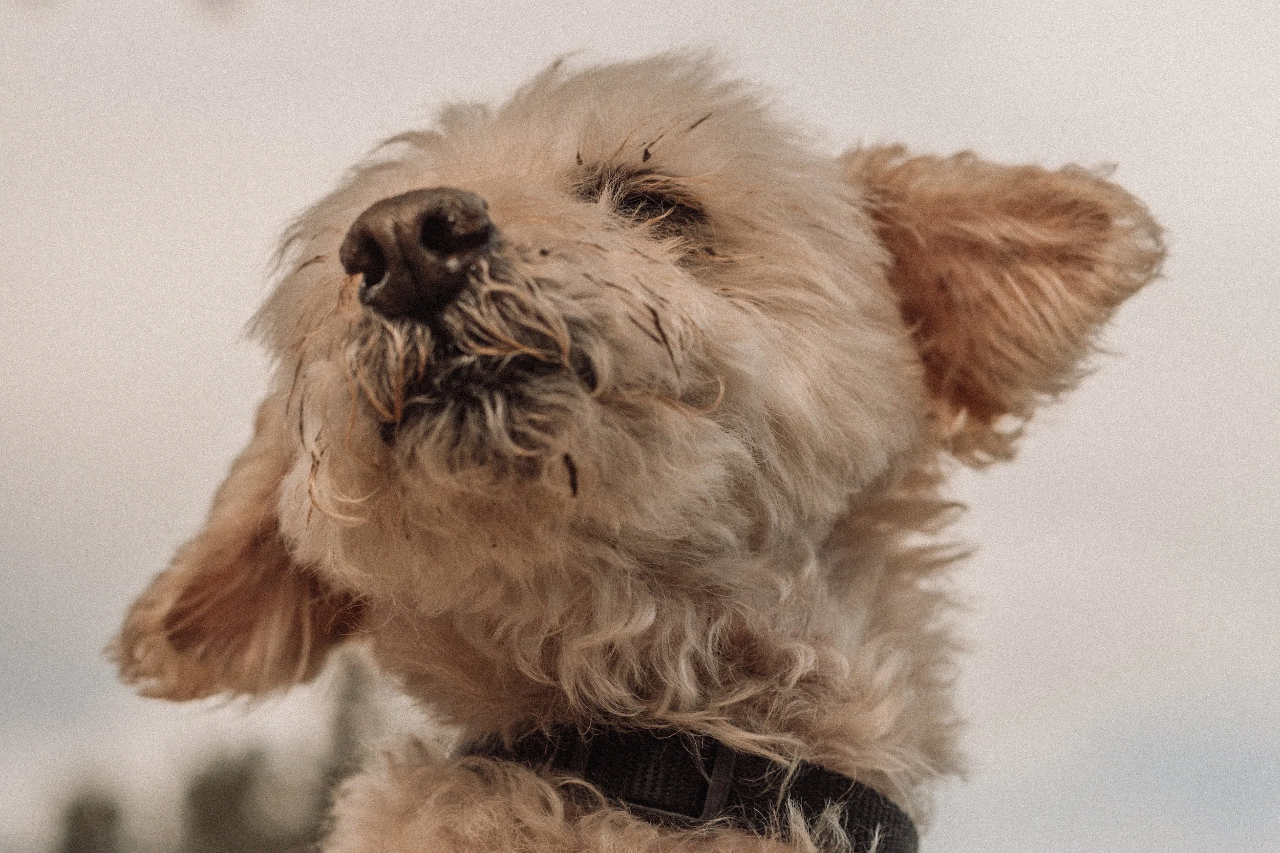 Silver Linings Rescue Ranch-042.jpg