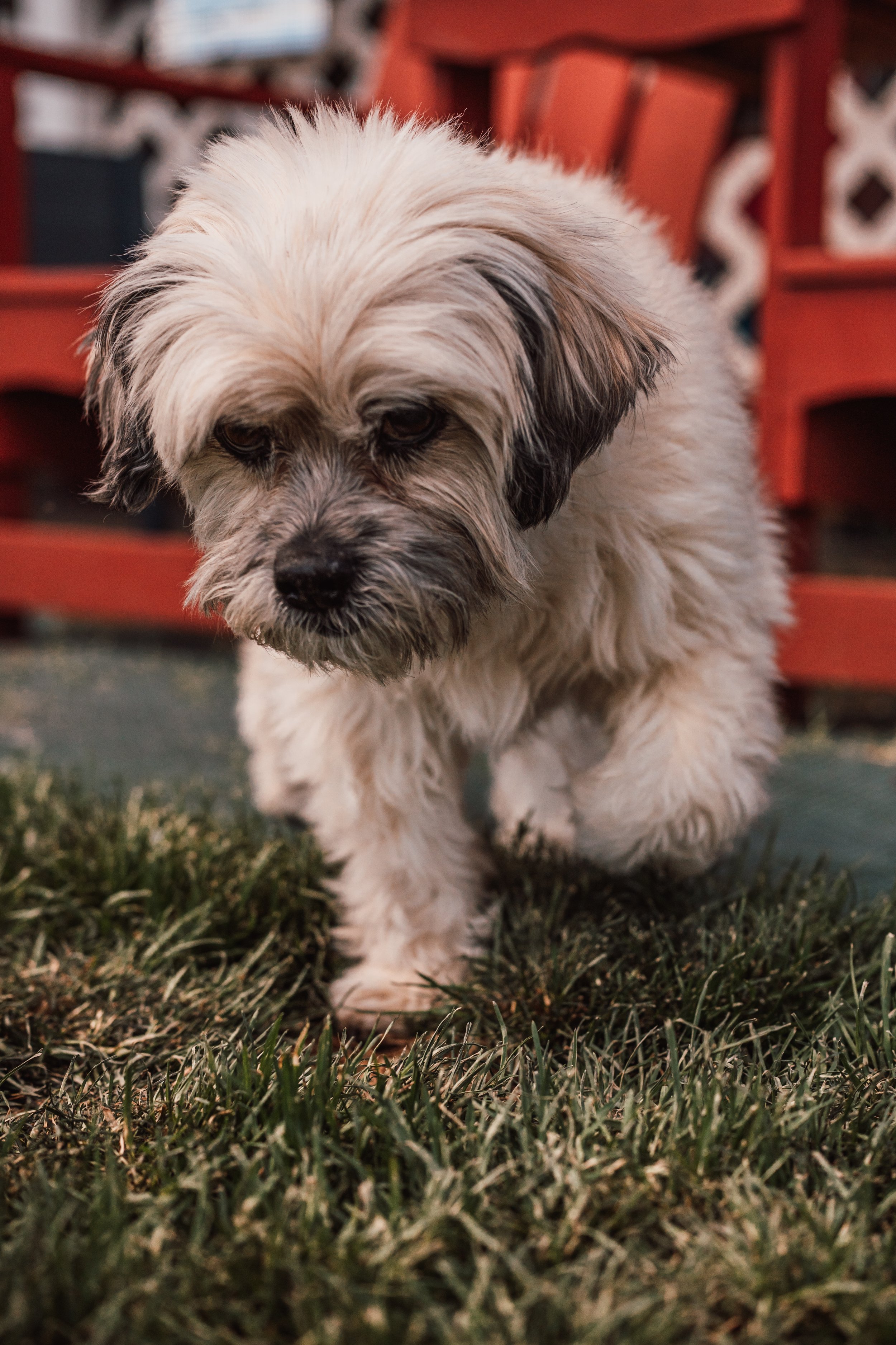 Silver Linings Rescue Ranch-112.jpg