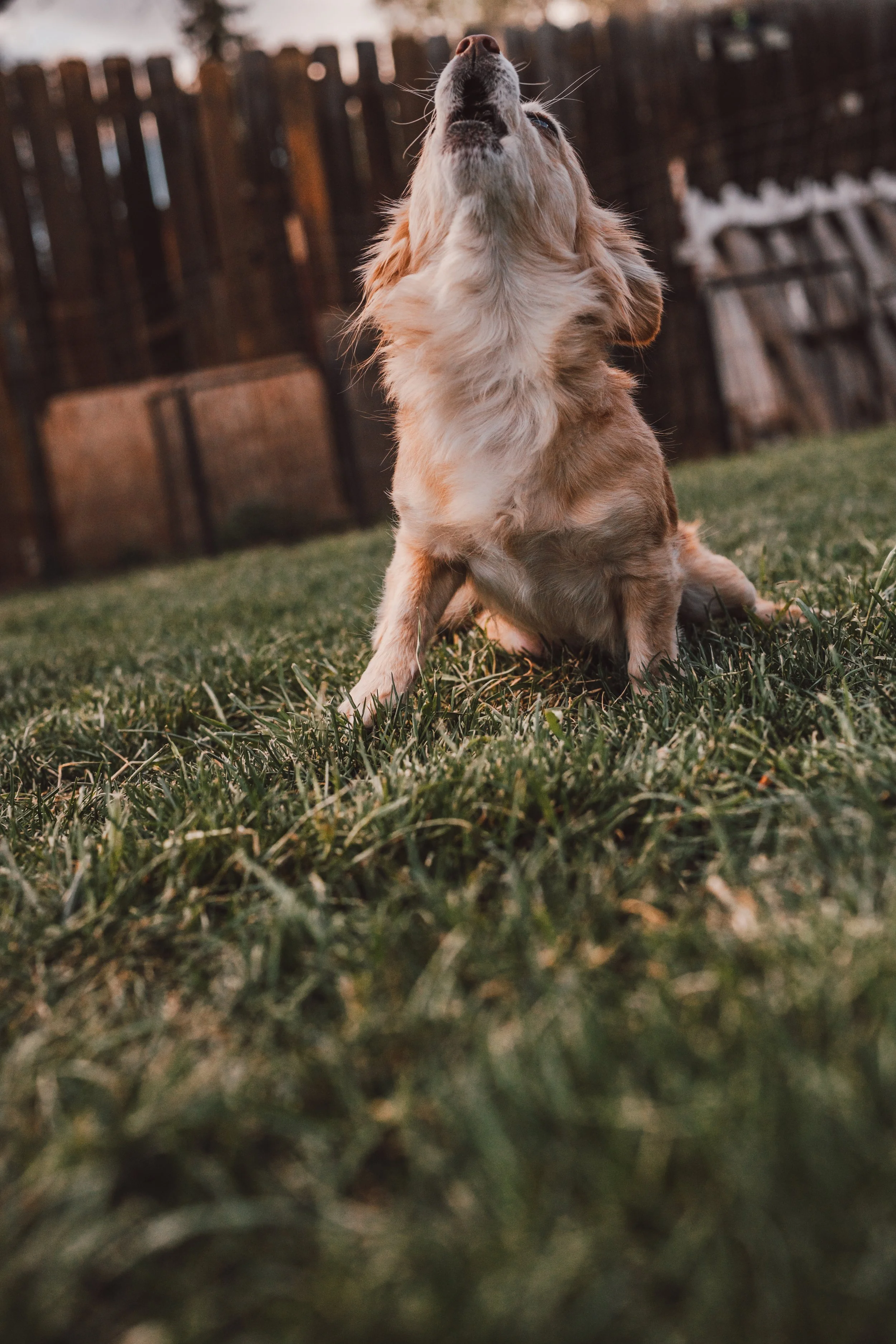 Silver Linings Rescue Ranch-095.jpg