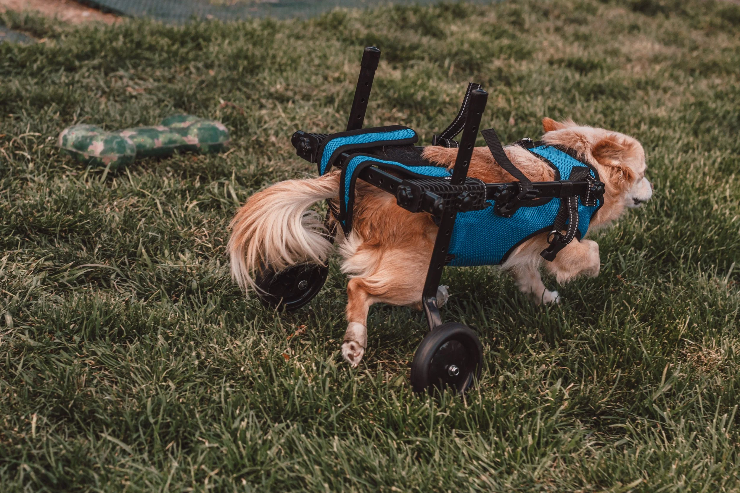 Silver Linings Rescue Ranch-066.jpg