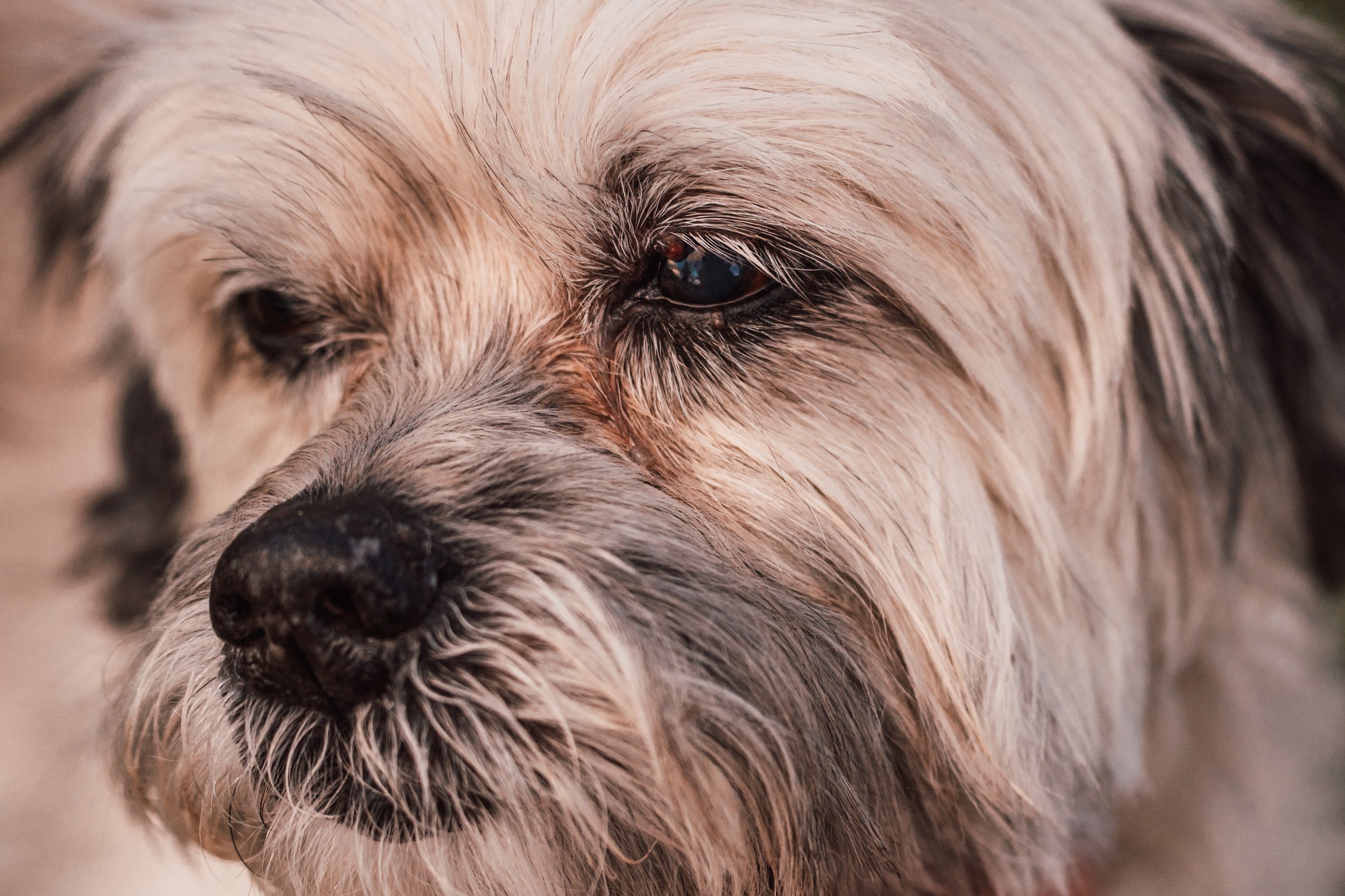 Silver Linings Rescue Ranch-113.jpg