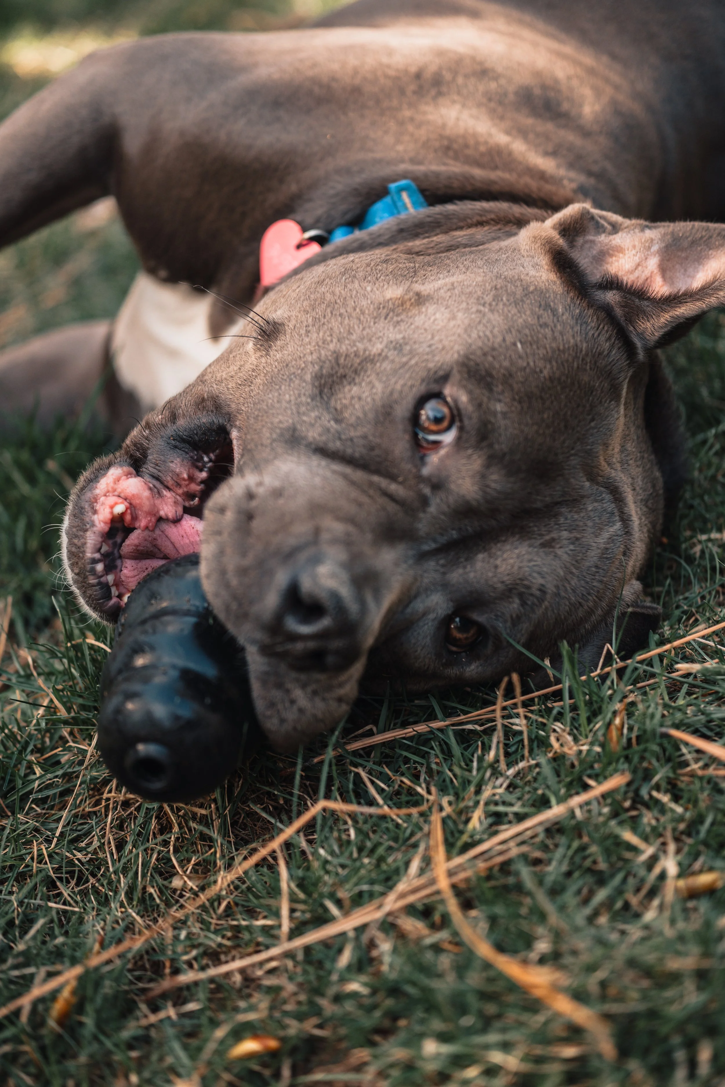 Silver Linings Rescue Ranch-029.jpg