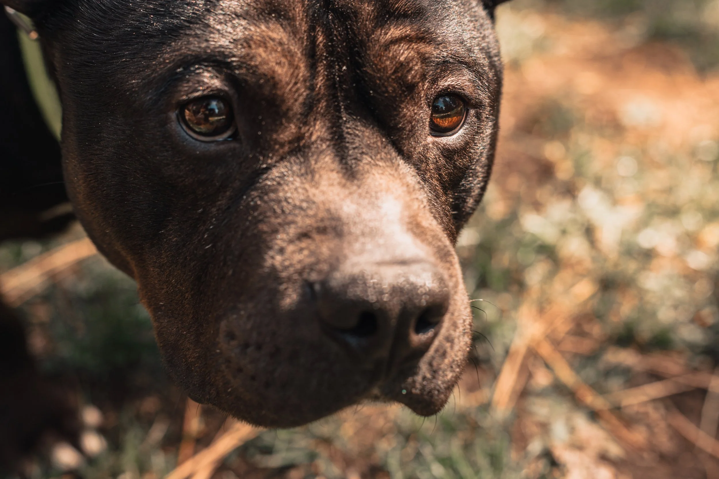 Silver Linings Rescue Ranch-002.jpg