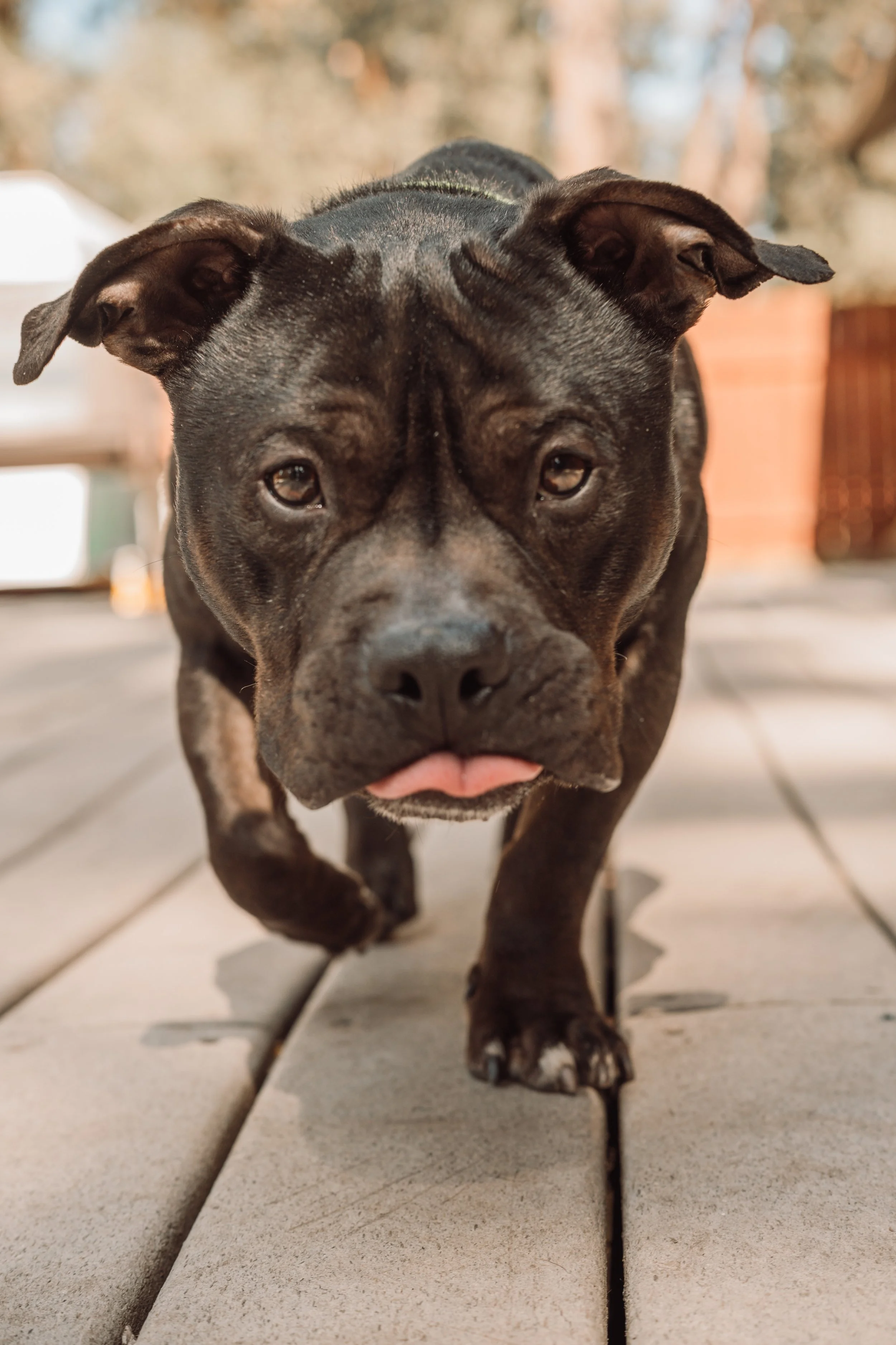 Ty + Onyx Banjo-09.jpg