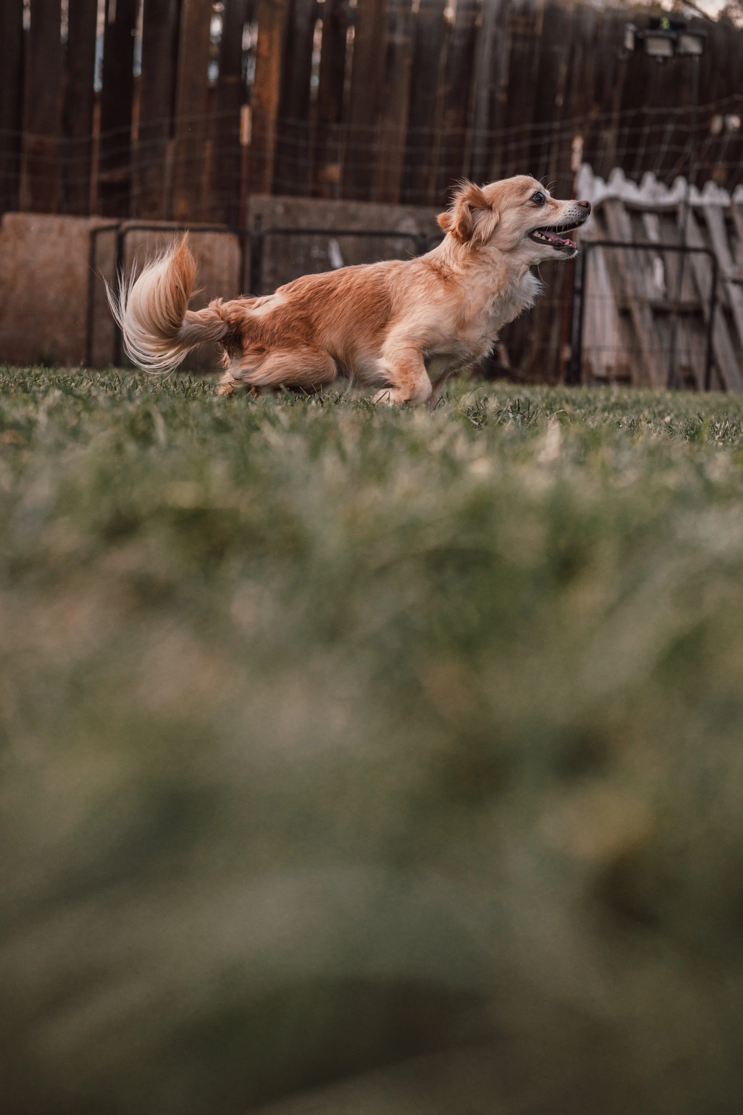 Silver Linings Rescue Ranch-096.jpg