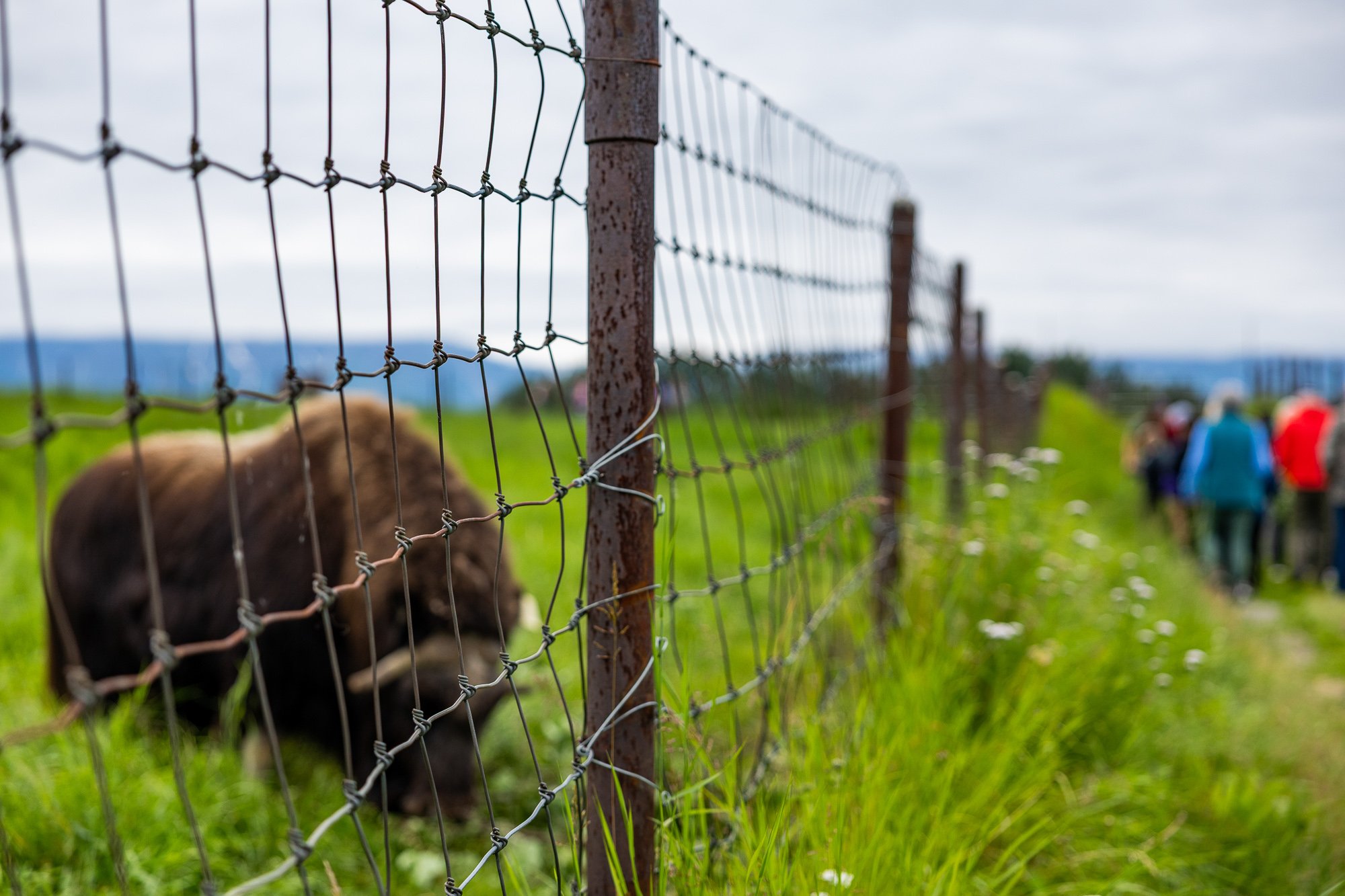 US_AK_Anchorage_Musk Ox Farm-27.jpg