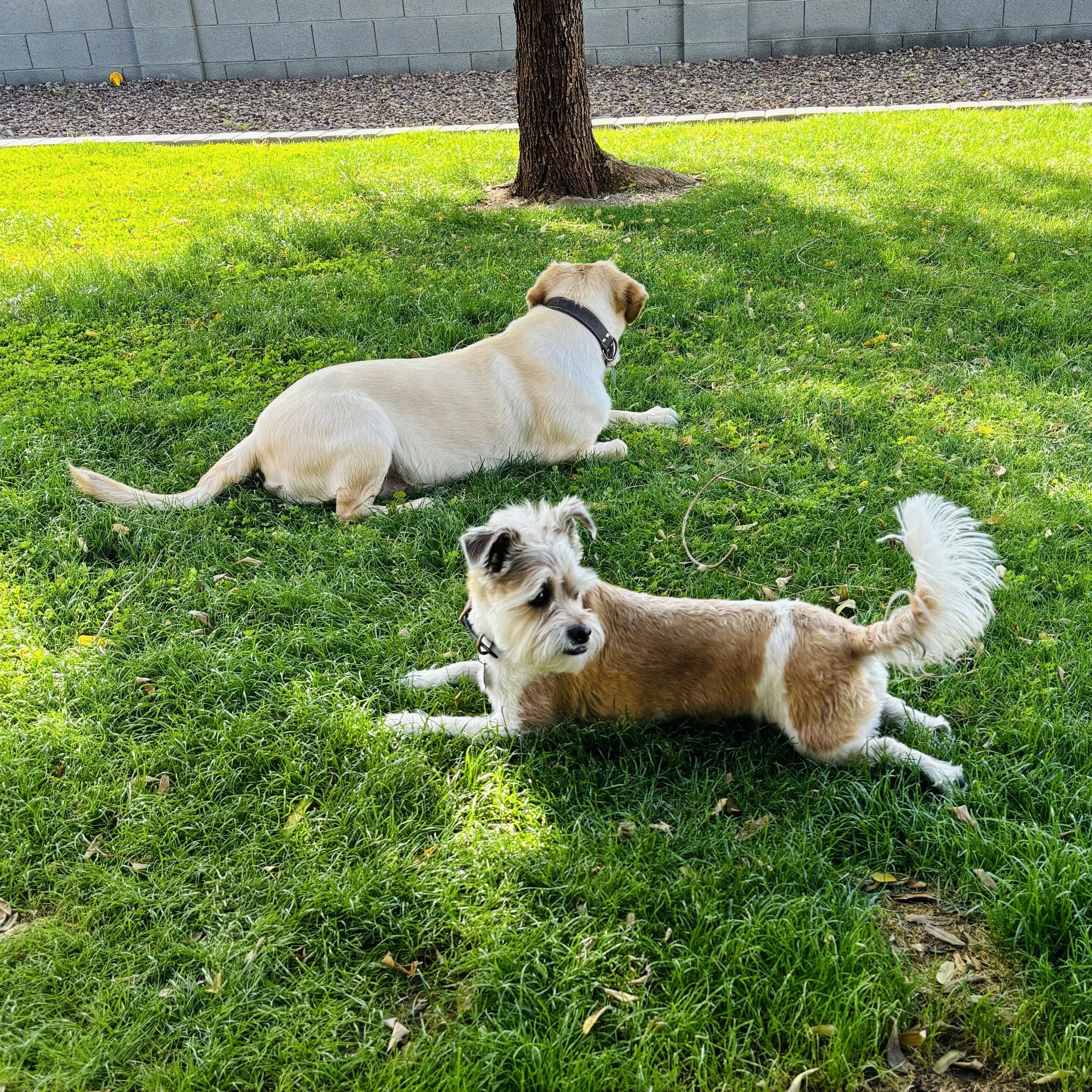 Two dogs lying on green grass under a tree, one with a cream-colored coat and the other with a brown and white coat.