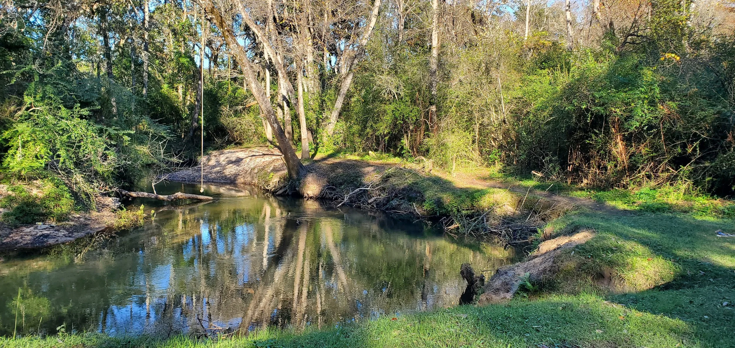 A tranquil natural scene featuring a small pond surrounded by green grass and dense trees with branches reflecting in the calm water.