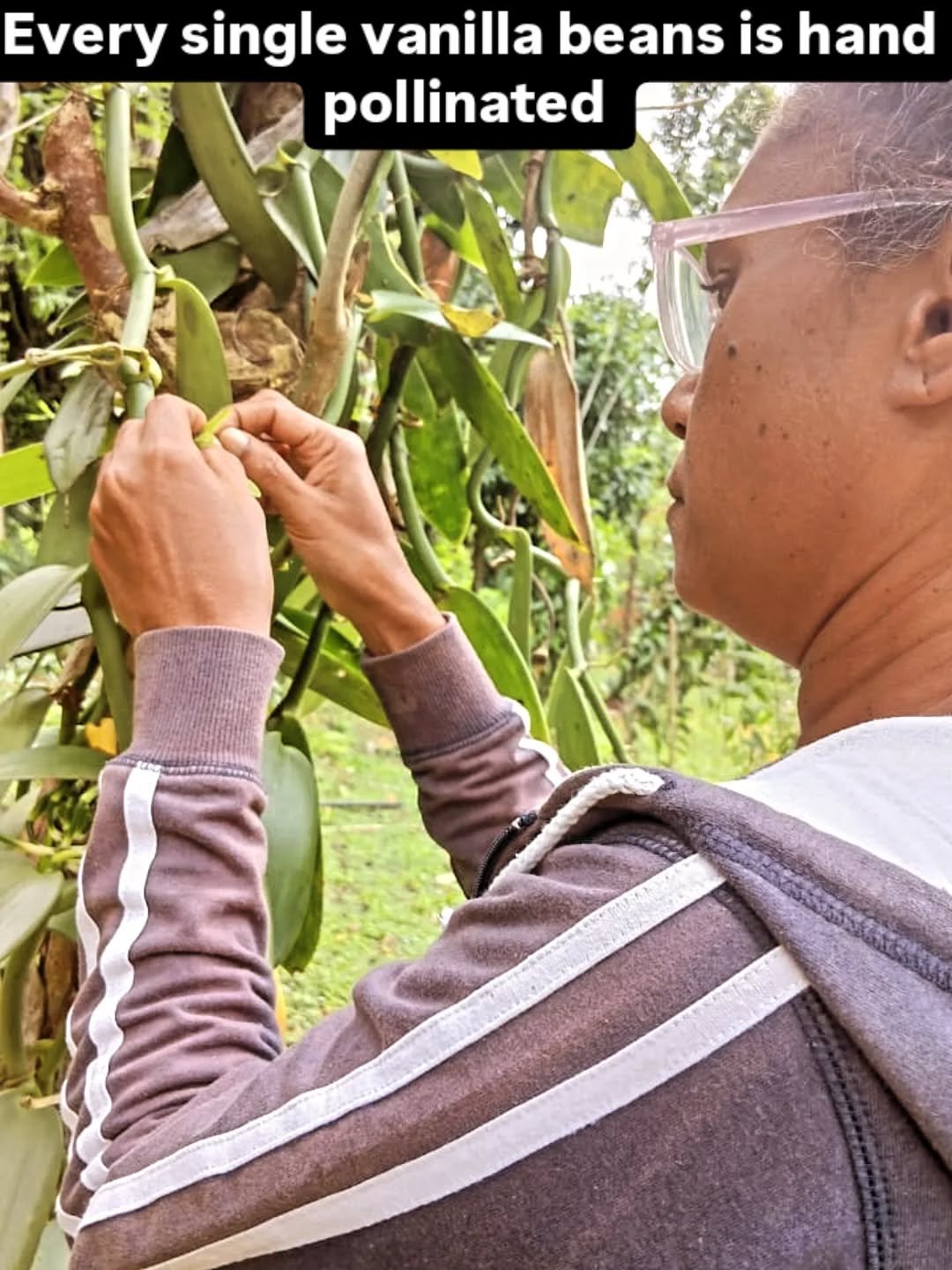 Every single vanilla beans is Hand pollinated