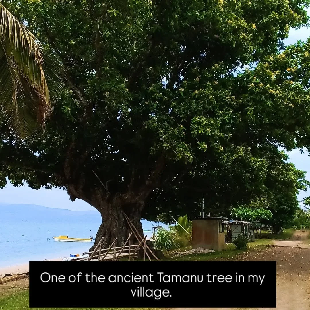 This is one of the ancient Tamanu tree in my village that has been protecting our coastline for centuries. 
#greenforestoils #tamanumagic #vanuatumade #tamanuoil