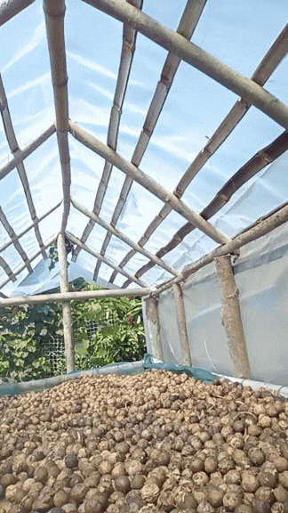 Timelapse of the Green Forest Oils team using traditional drying and curing methods on tamanu nuts
