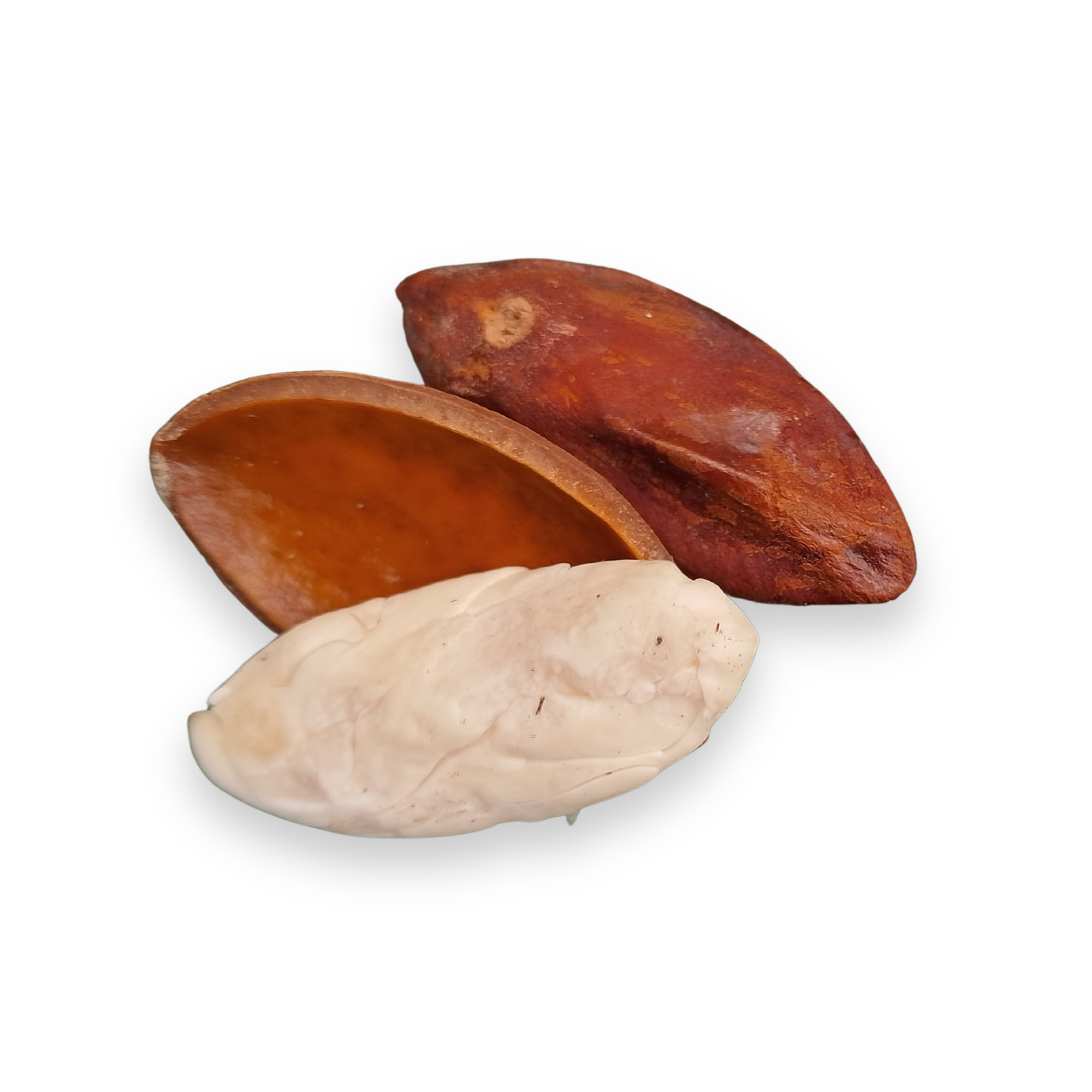 Tamanu nuts dried