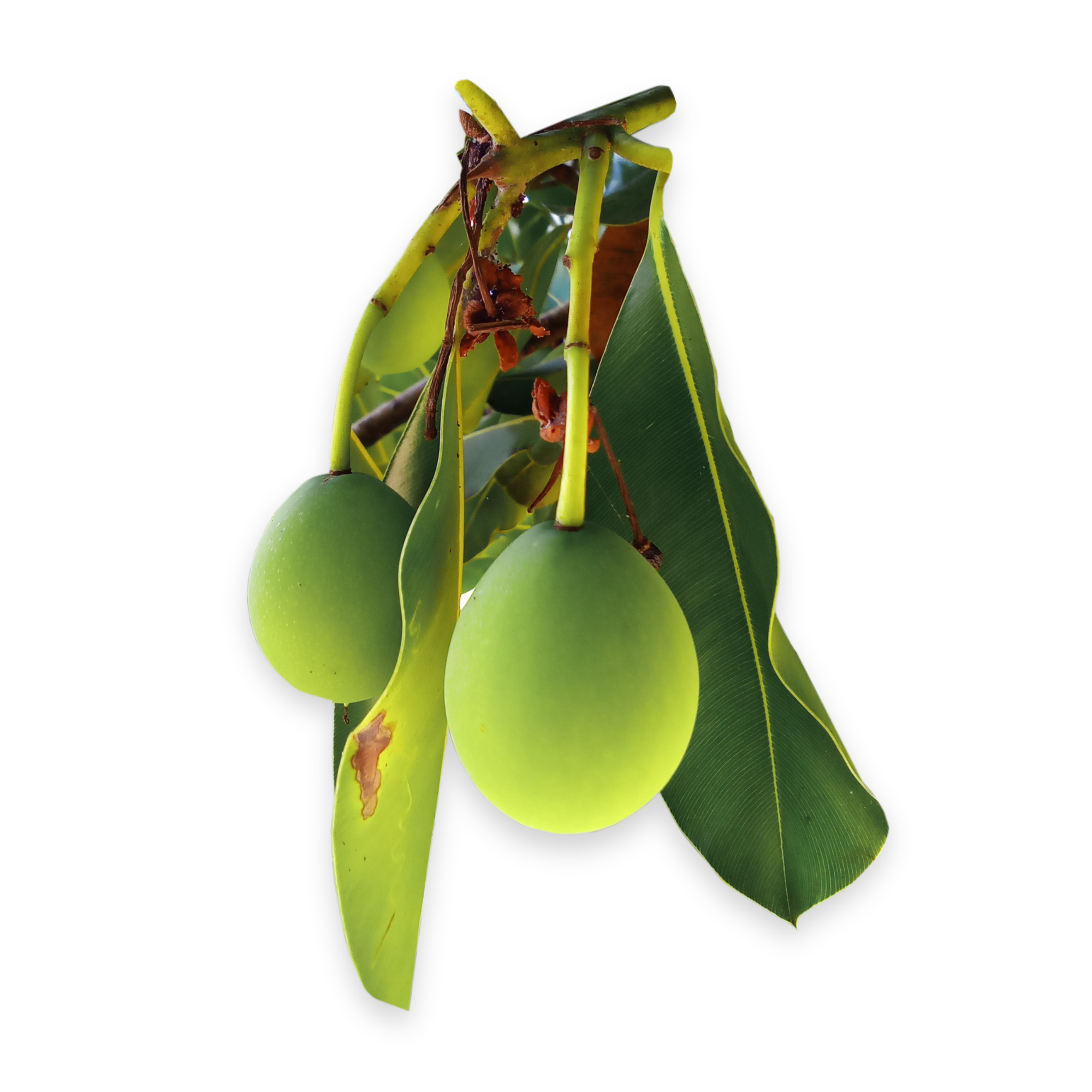 Tamanu fruits hanging from a tamanu tree