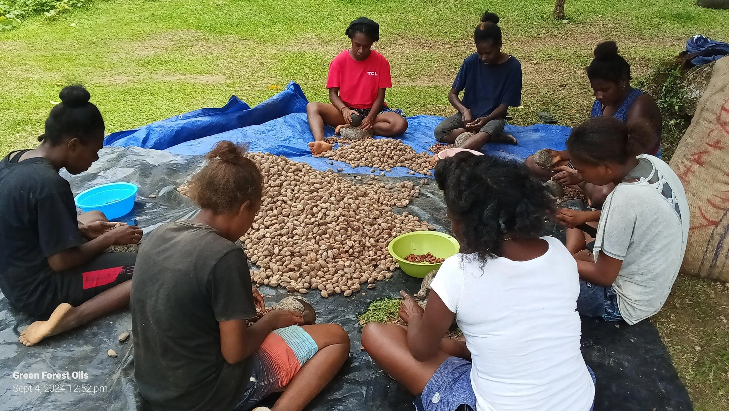 A group of women using traditional Vanuatu processing to crack tamanu nuts for cold-pressing