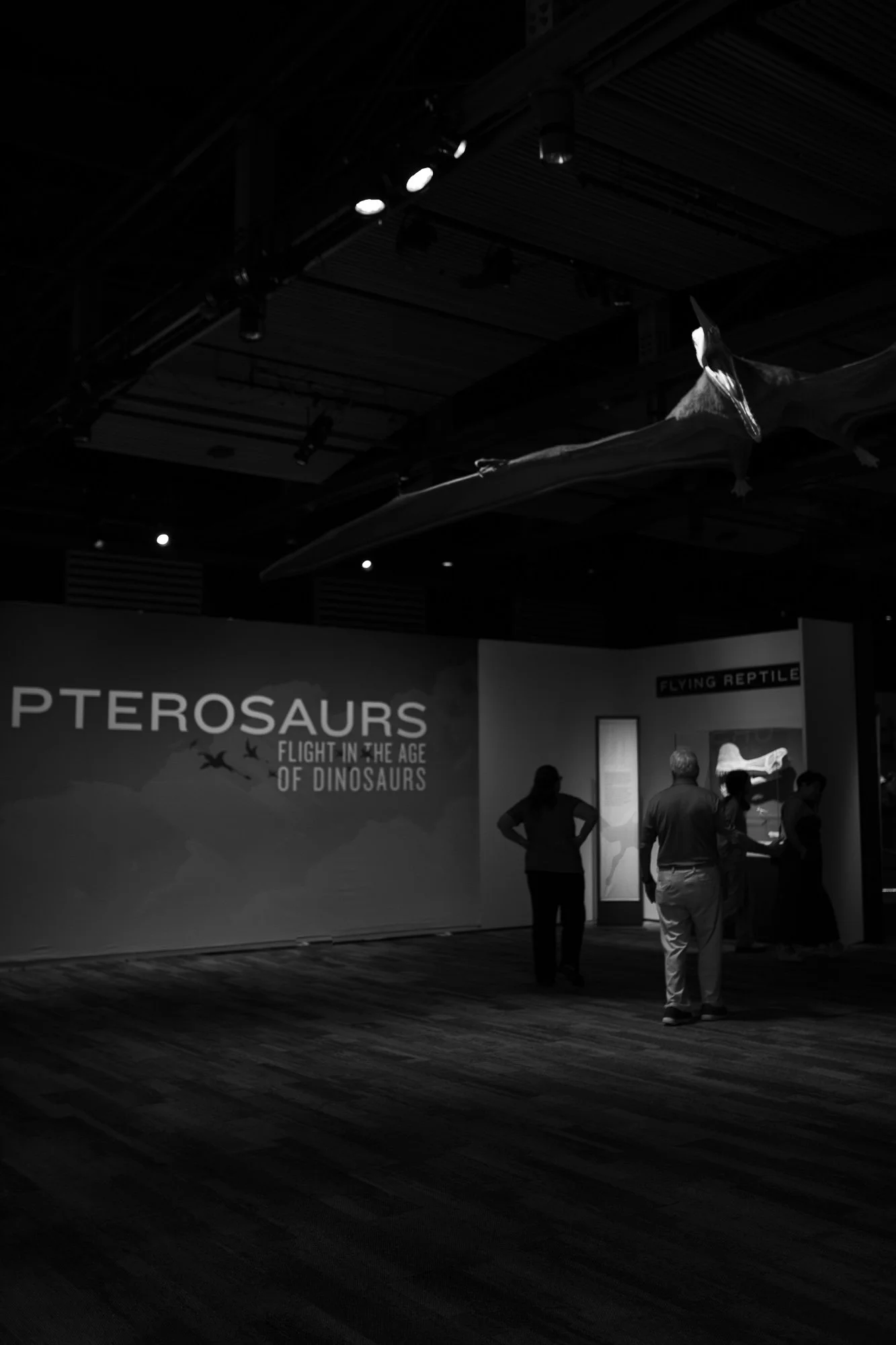 People viewing an exhibit titled 'Ptosaurs: Flight in the Age of Dinosaurs' at a museum.
