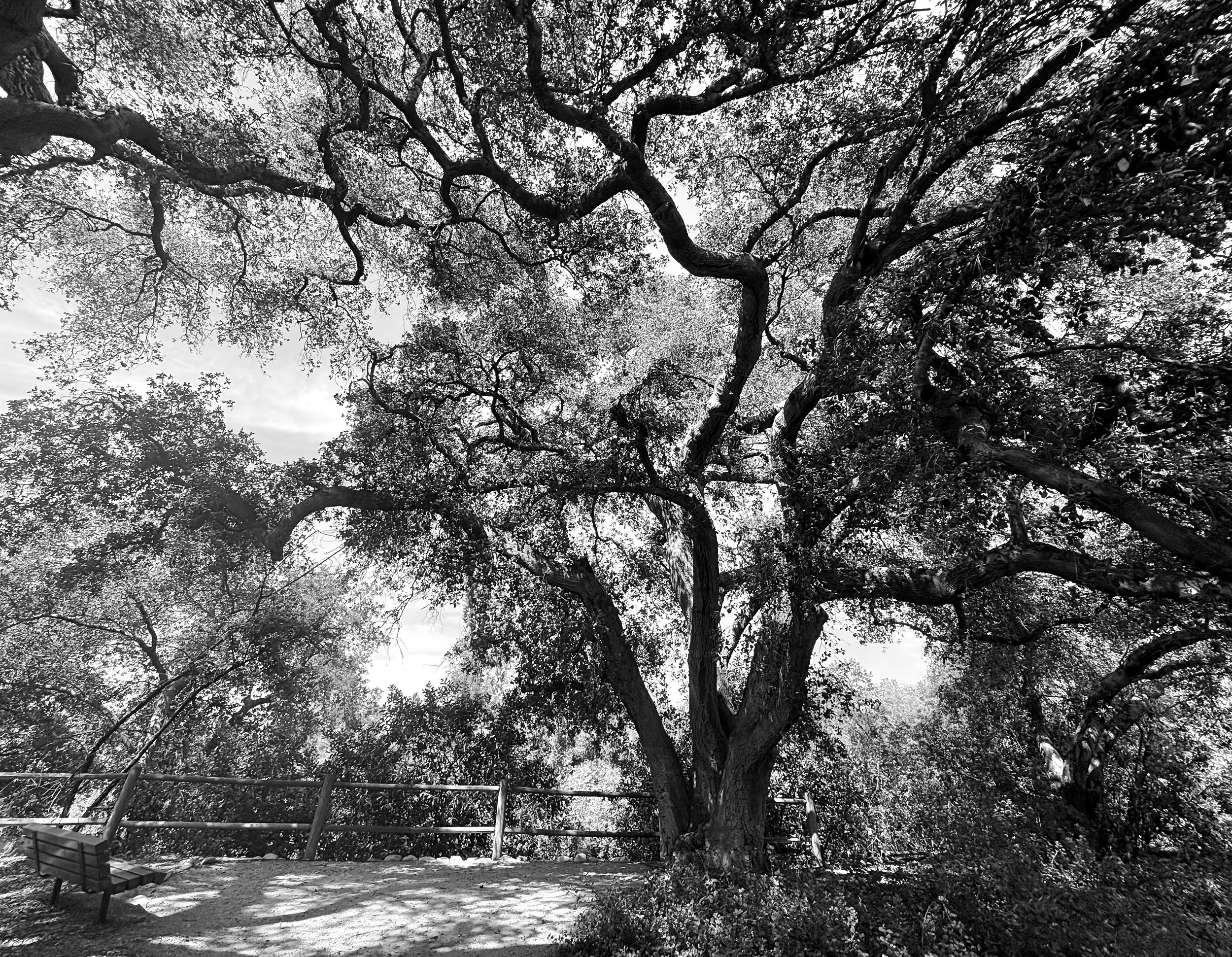Black and white photo of a large tree with sprawling branches casting shadows at a park with a bench and a wooden railing.