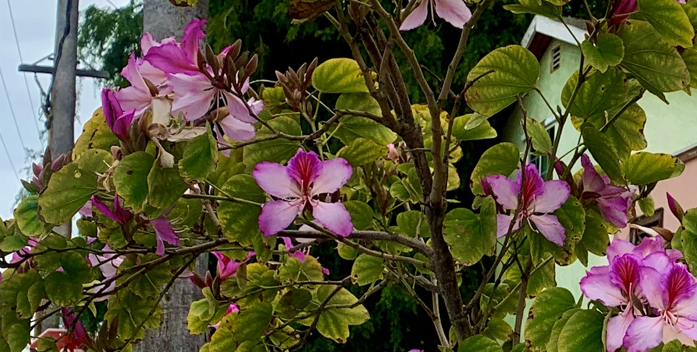 Pink and white flowers on a tree with green leaves and some house structures in the background.