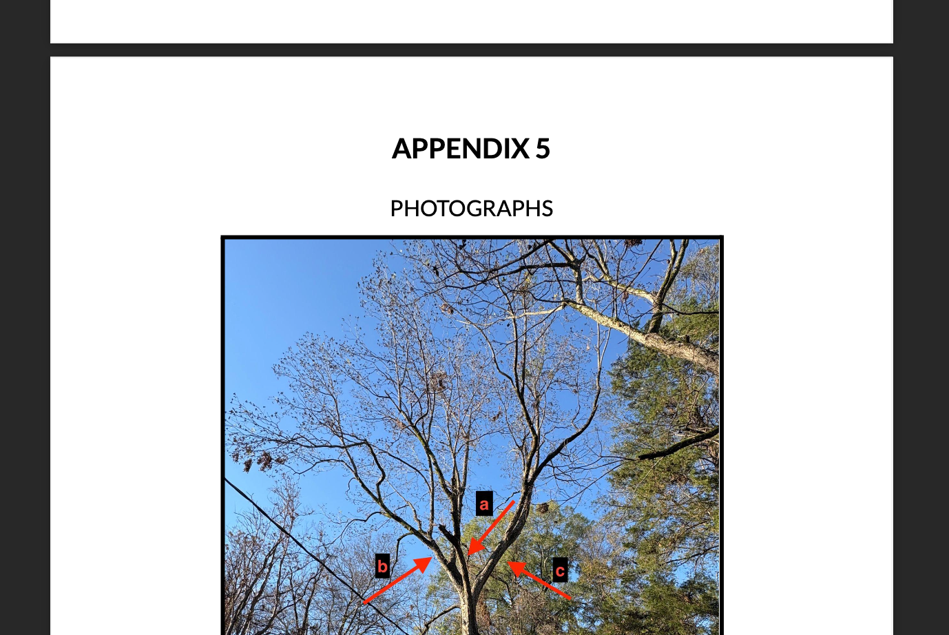 Photograph of a tall tree with bare branches against a clear blue sky, with three red arrows labeled a, b, and c pointing to different parts of the tree.