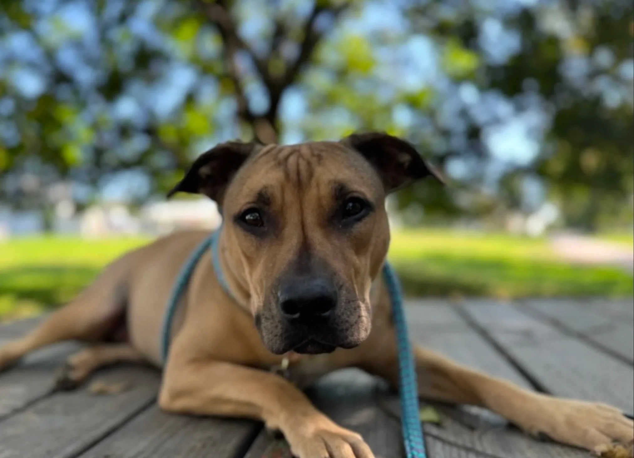 Young brown dog with black facial markings lying on wooden platform outdoors, wearing a blue leash, with a blurred background of trees and grass.