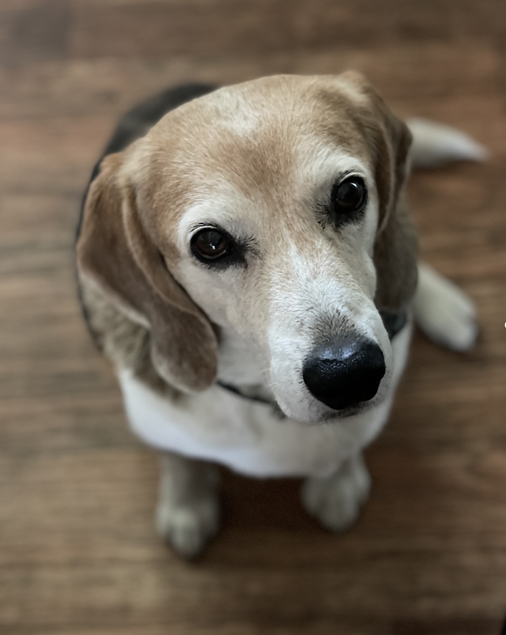 Dog Training - Initial Session - At Your Home