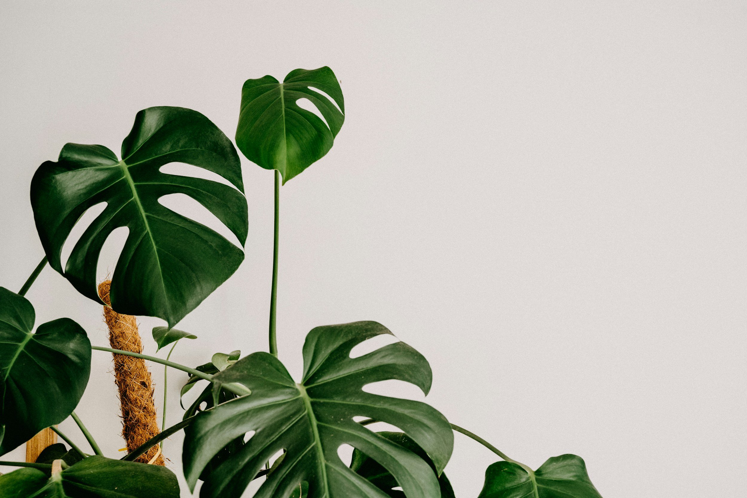 Close-up of green Monstera deliciosa leaves on a white background.