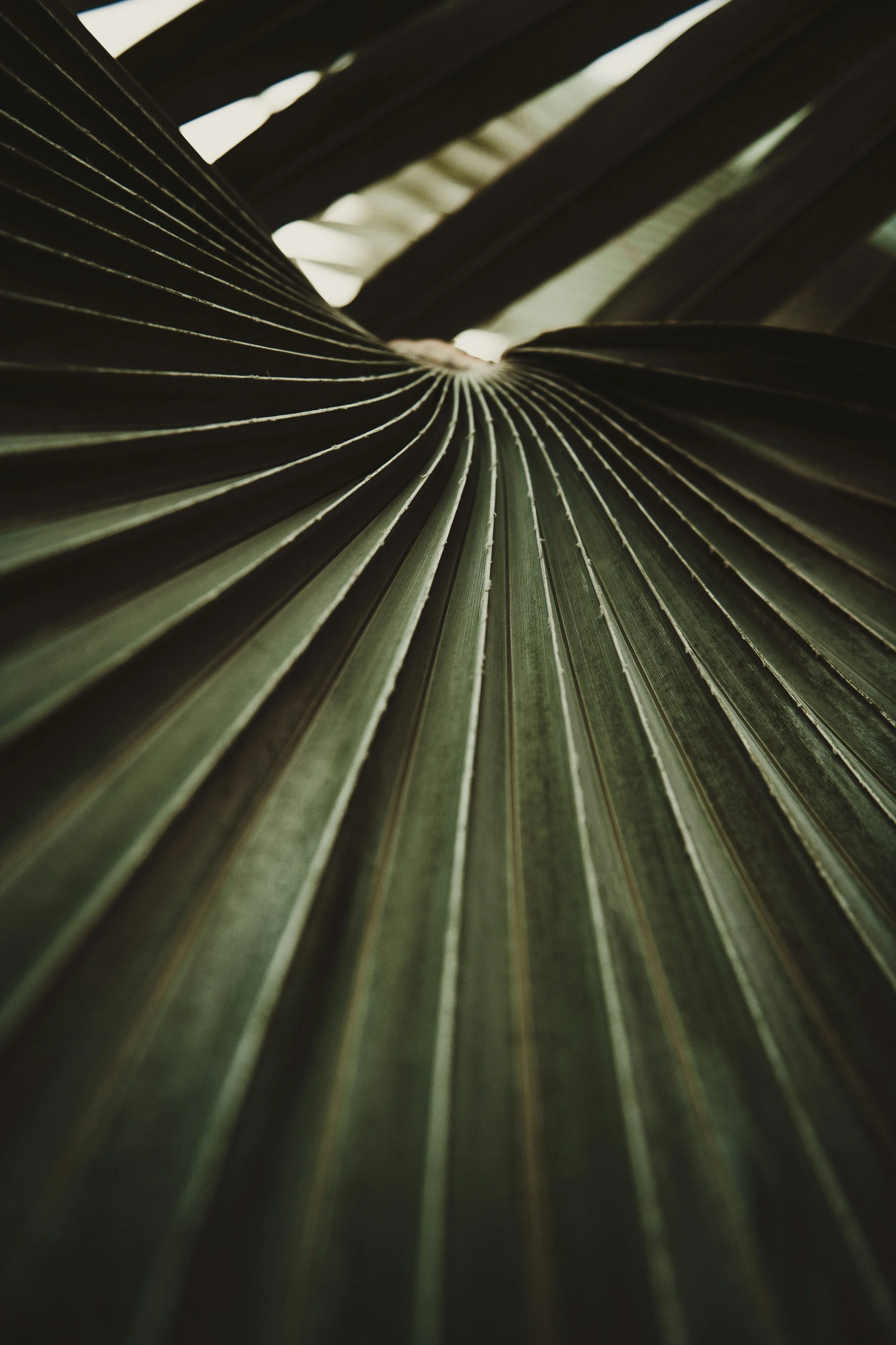 Close-up of green palm leaves with parallel veins.