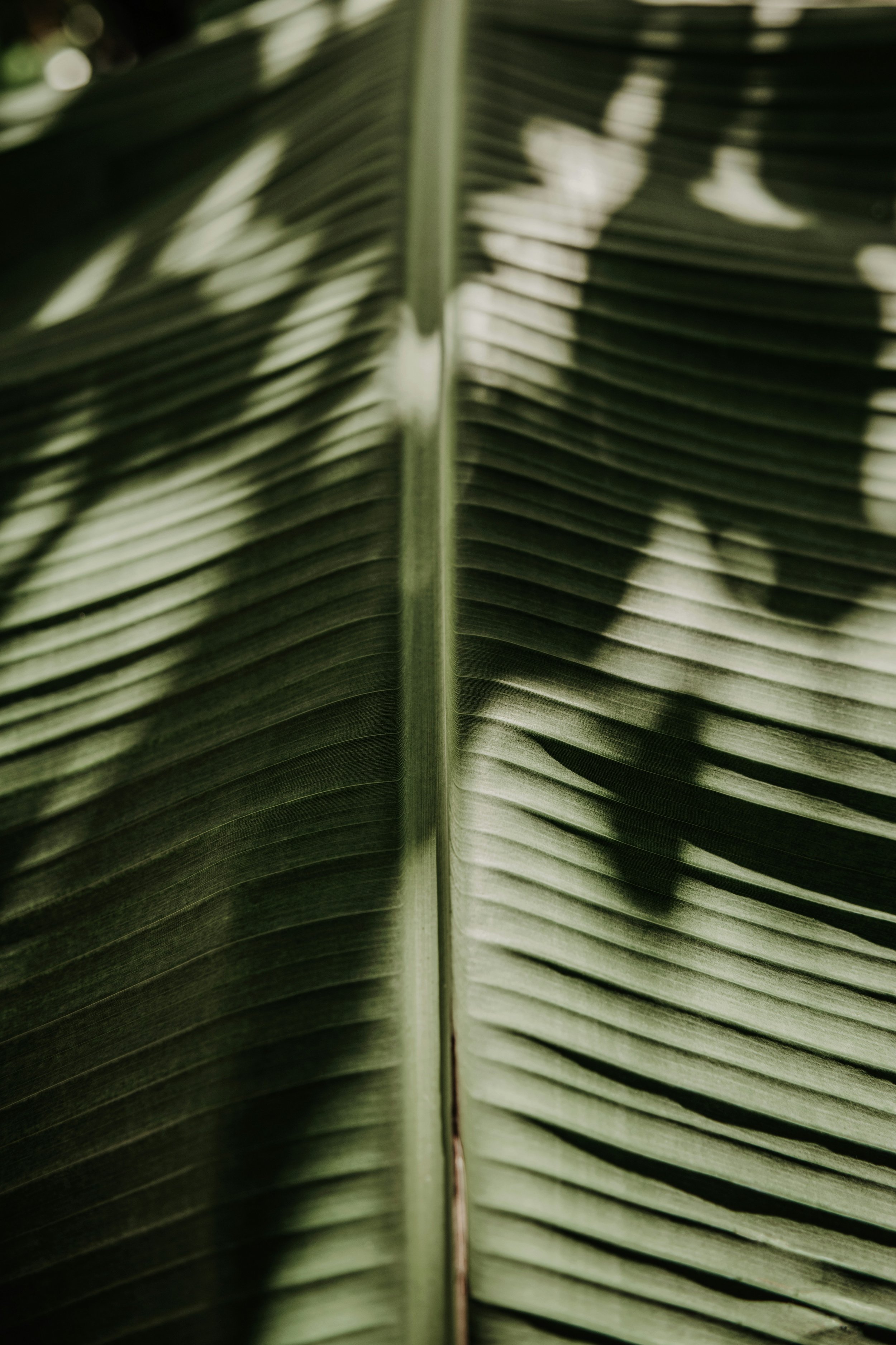 Close-up of a palm leaf showing detailed and textured green fronds with sunlight creating shadows.