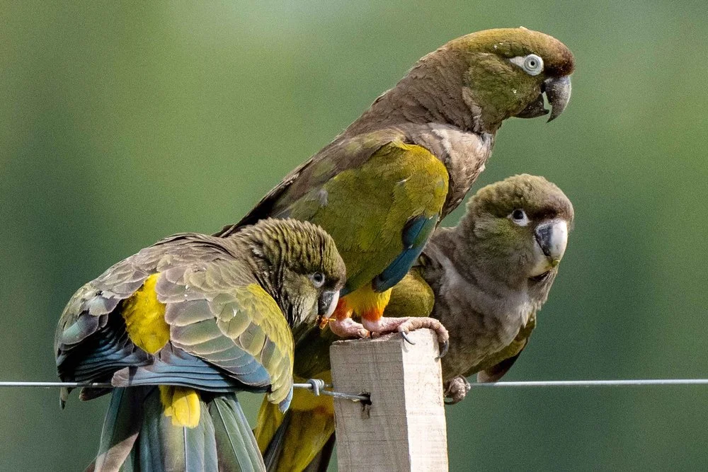 Conures de Patagonie - San Rafael - Argentine