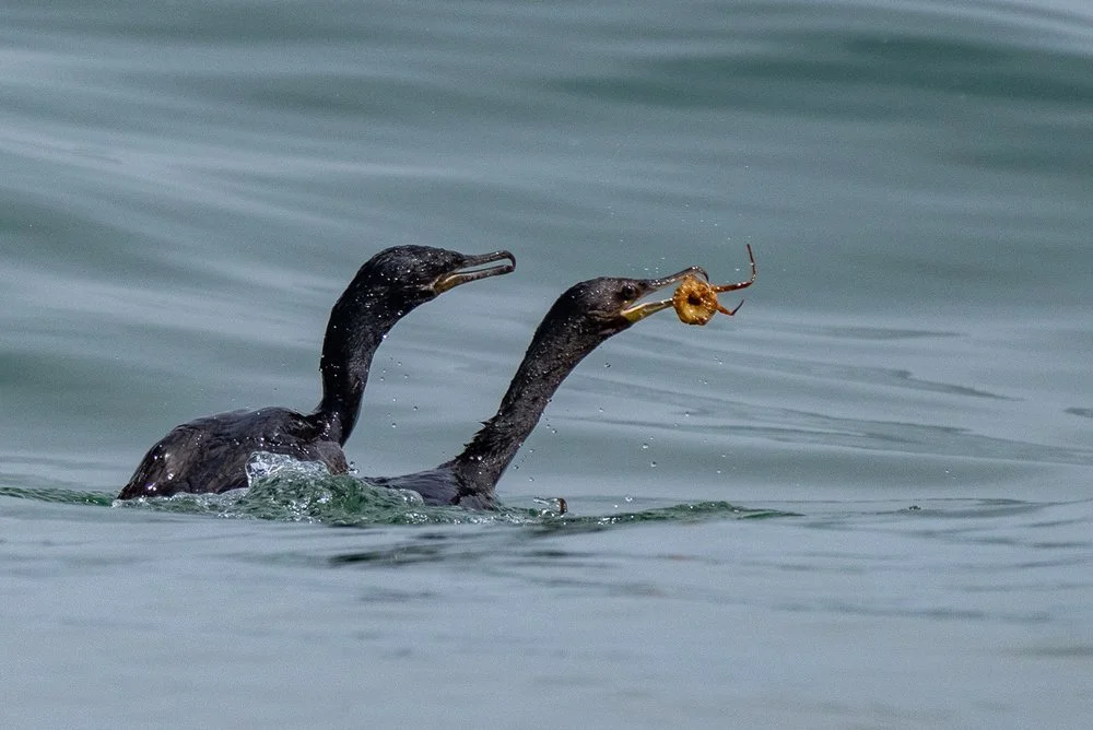 Cormoran vigua - Taltal