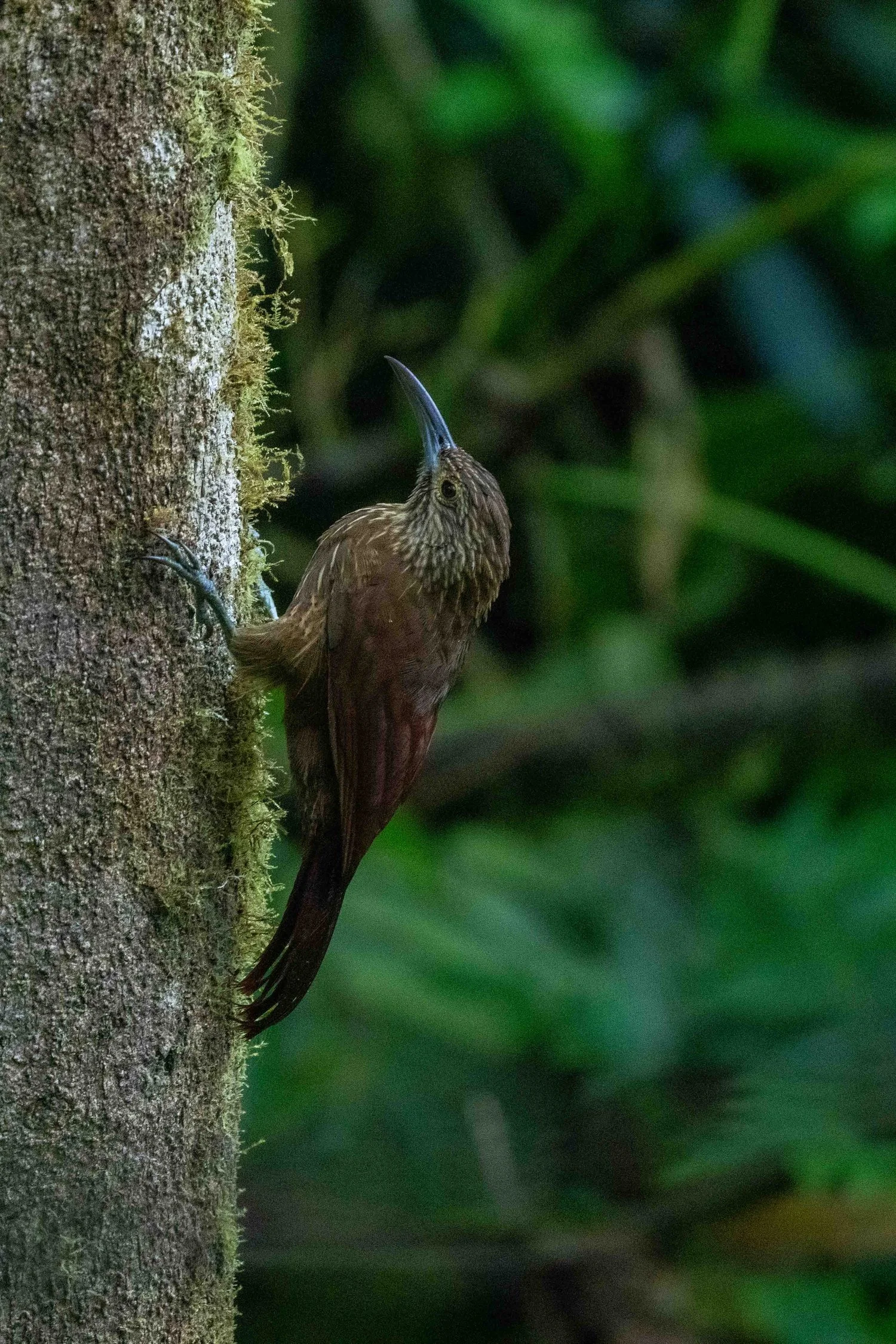 Grimpar montagnard - Mindo