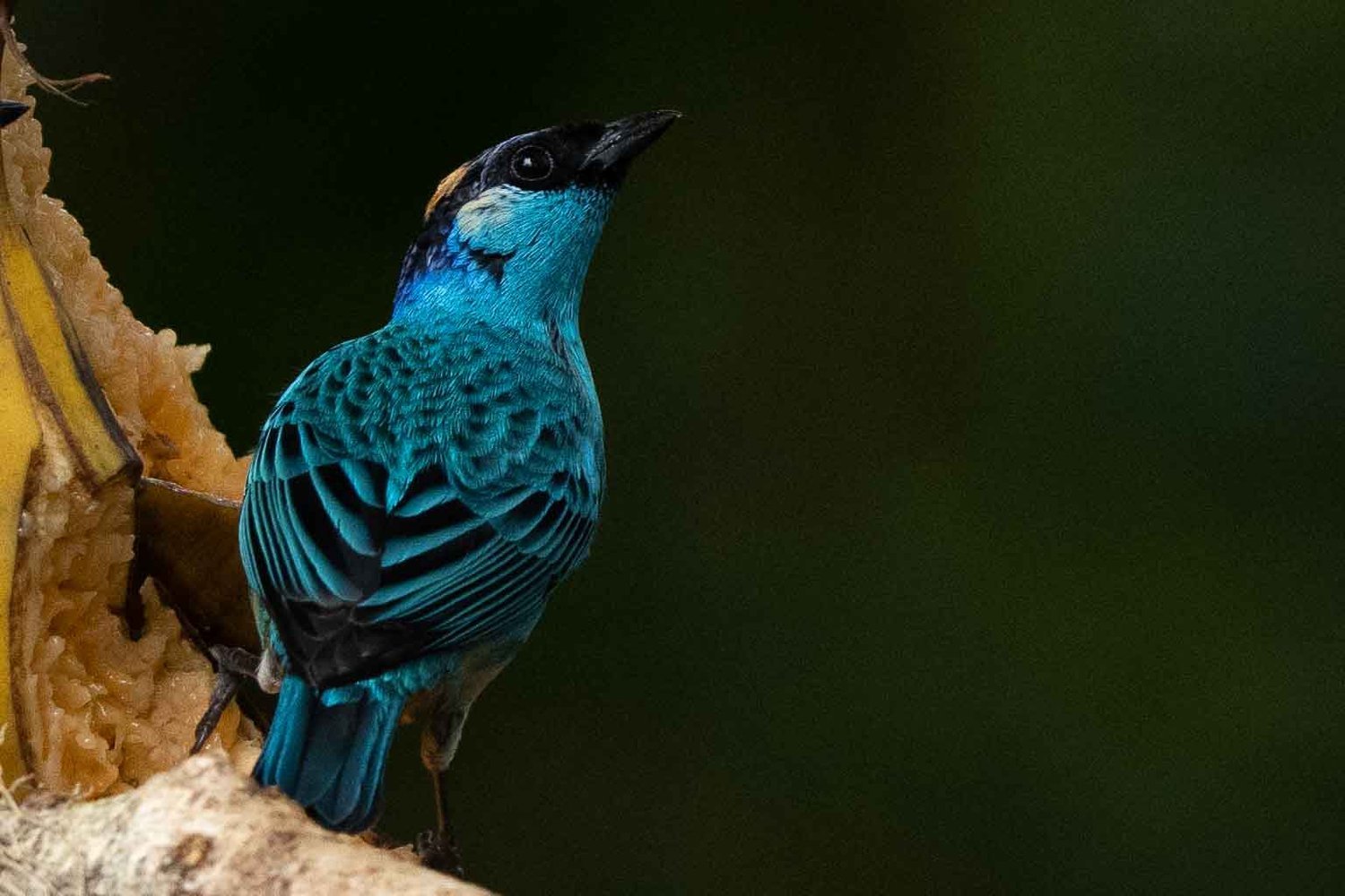 Calliste à nuque d'or - Mindo