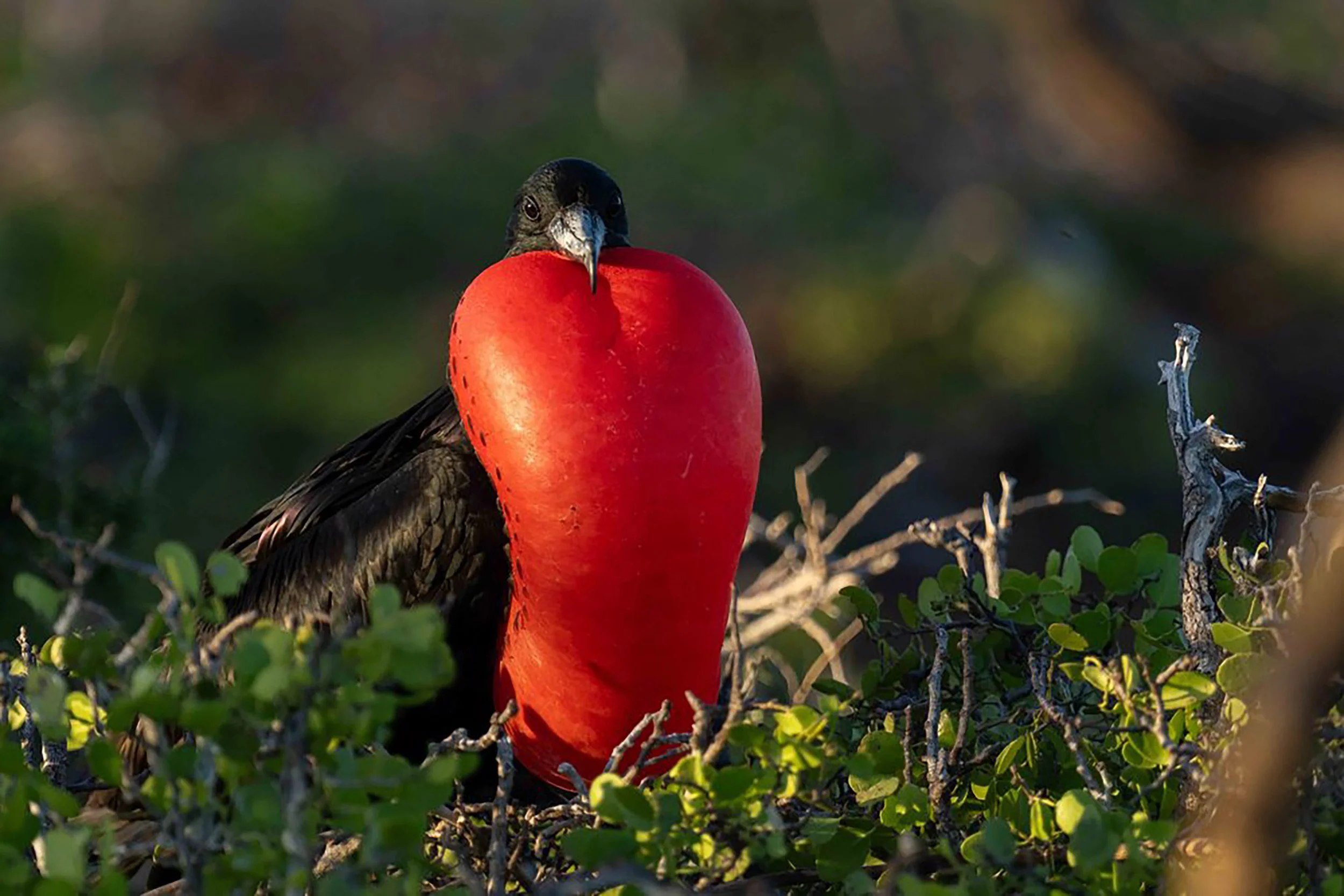 Les Îles Galapagos