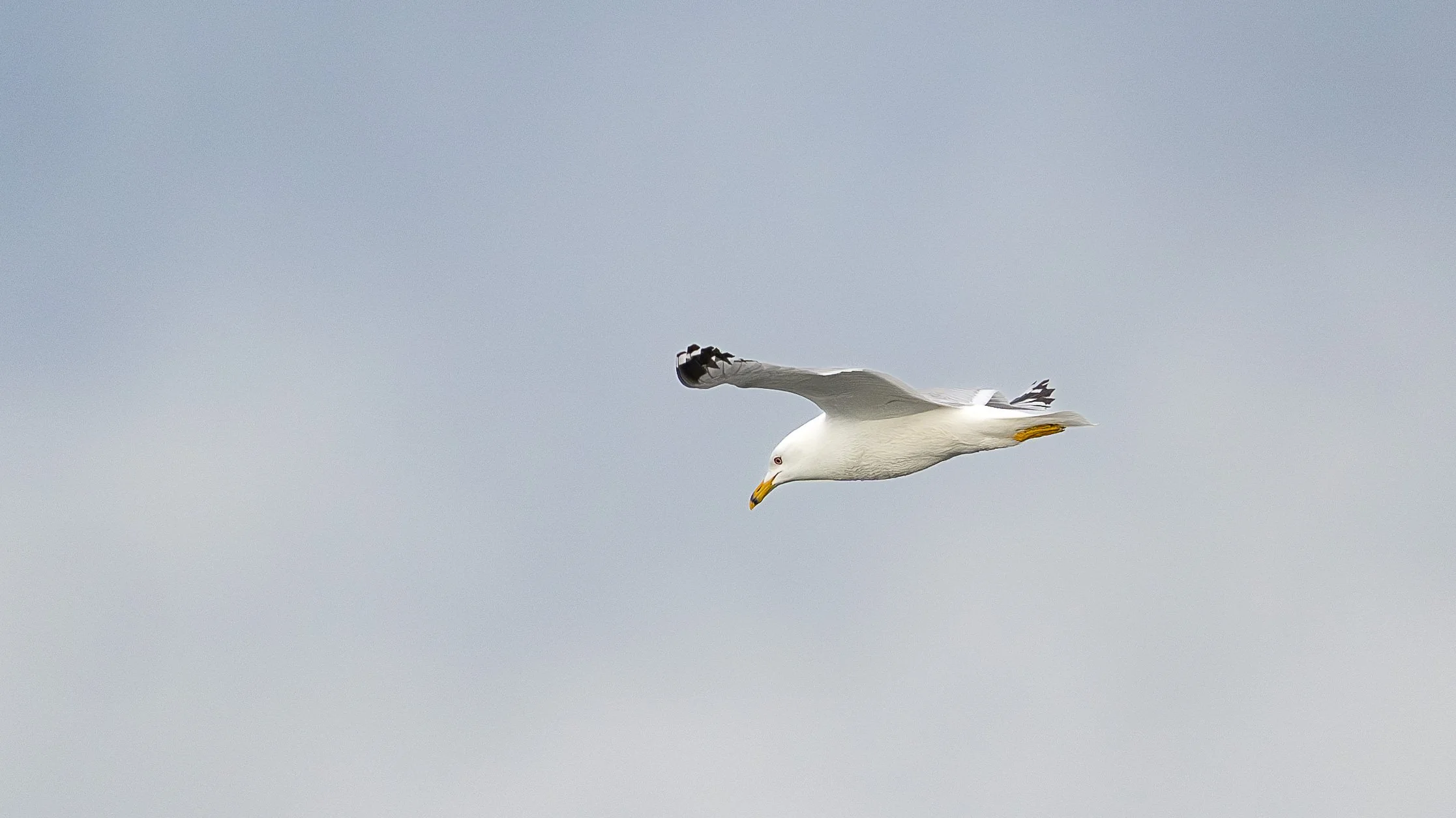 Goéland à bec cerclé