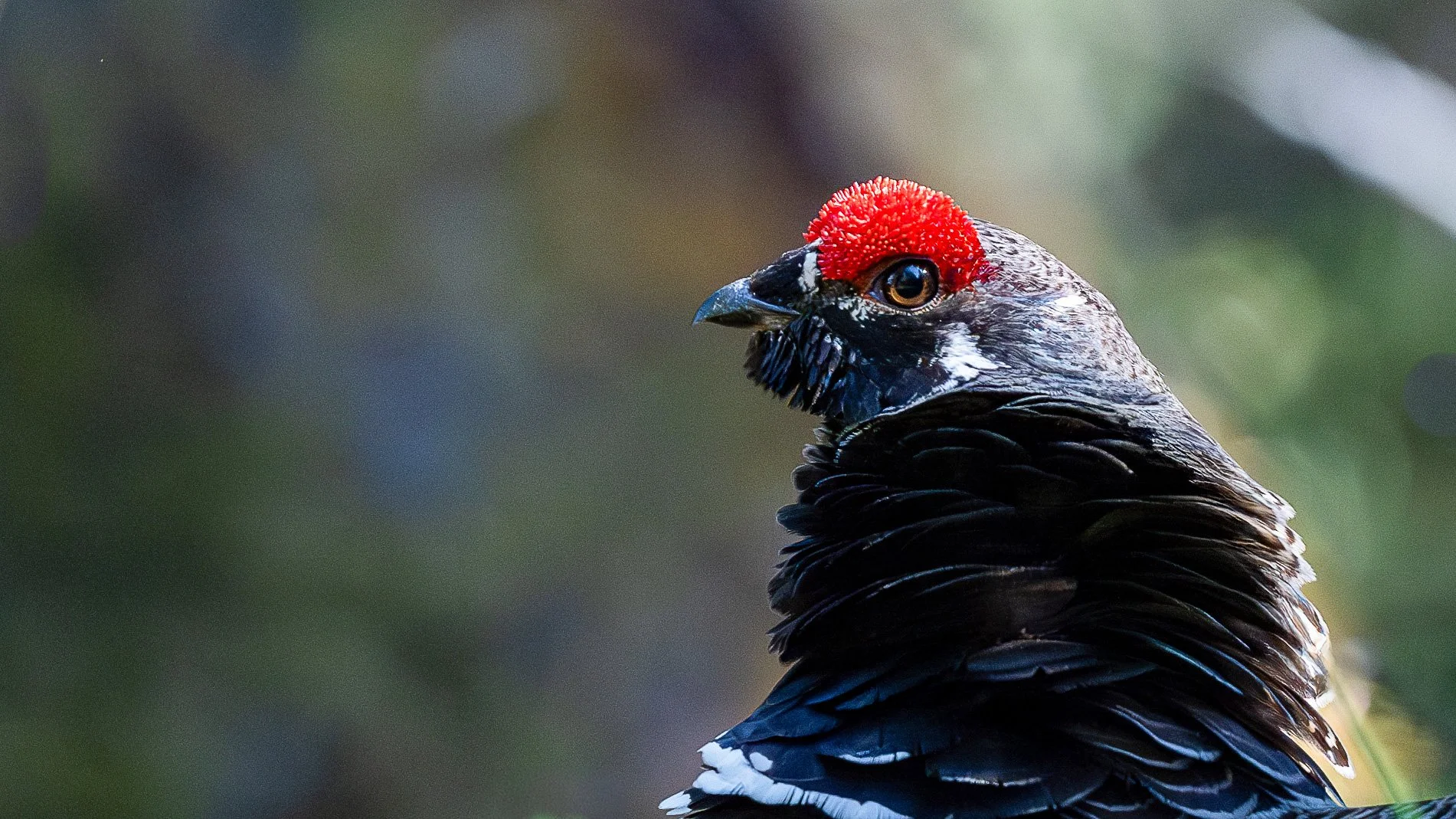 Tétras du Canada, mâle