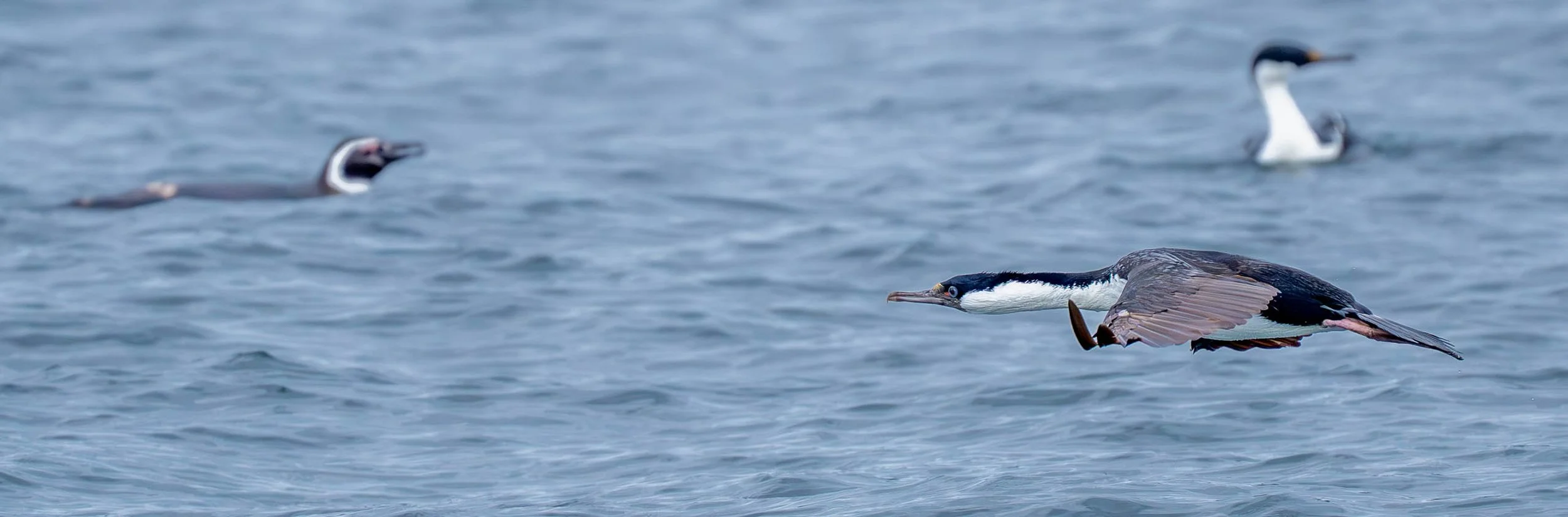 Cormoran impérial et Manchot de Magelland