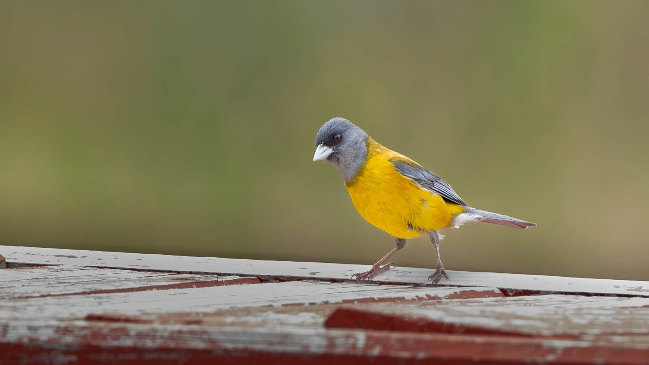 Phrygile de Patagonie