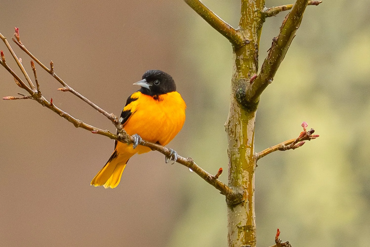 Oriole de Baltimore, mâle