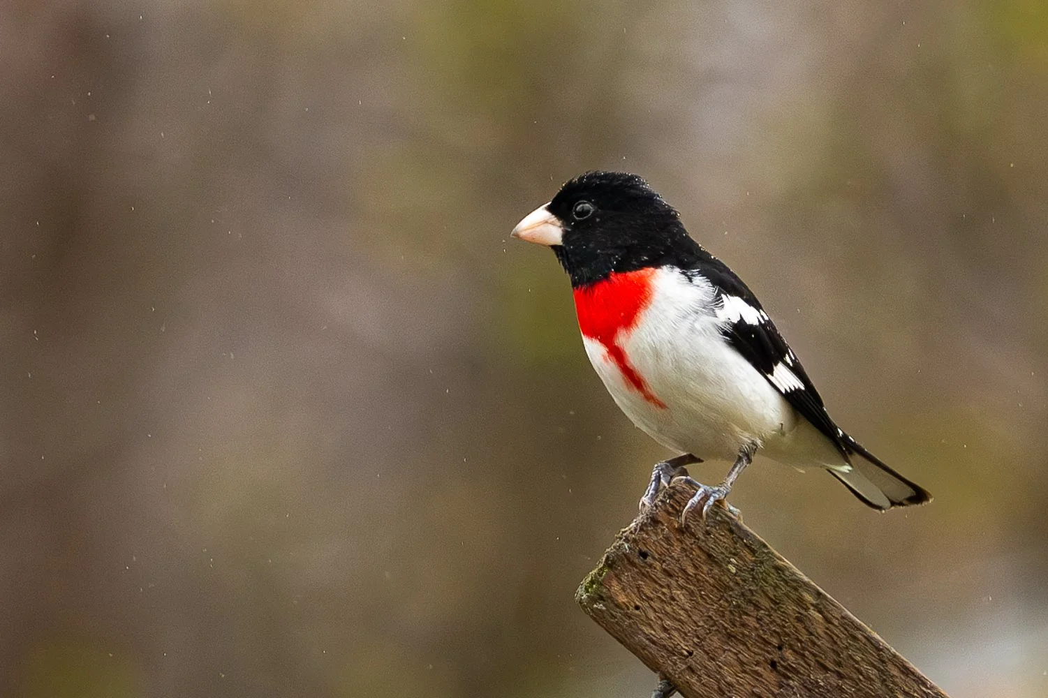 Cardinal à poitrine rose