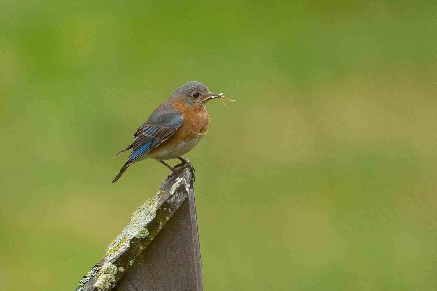 Printemps 2024 - Au village des oiseaux du Canton de Potton