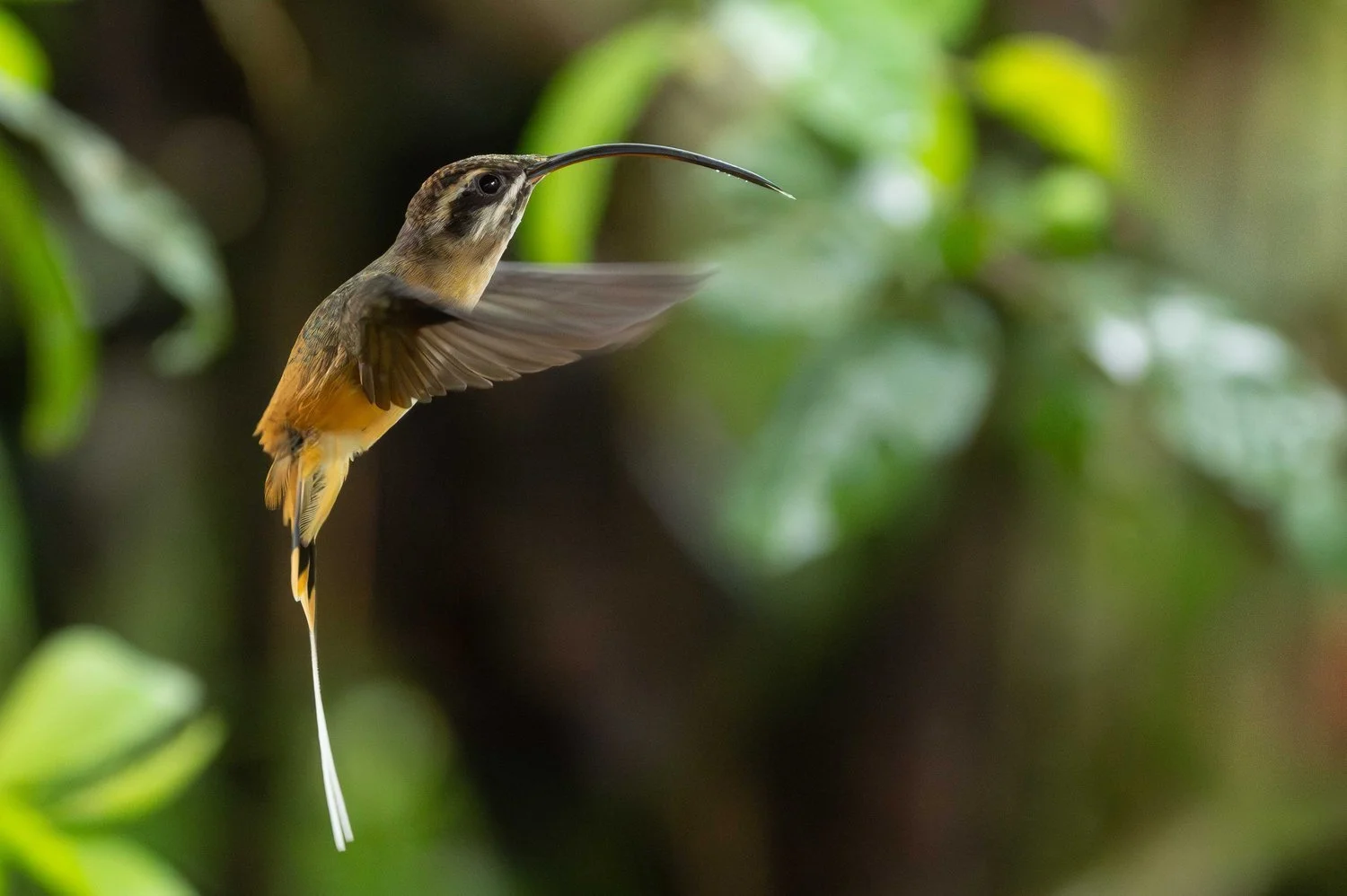Colibris en Équateur