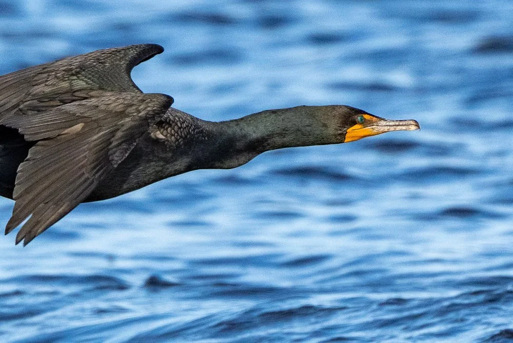Cormoran à aigrettes