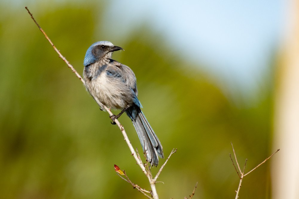 Geai à gorge blanche