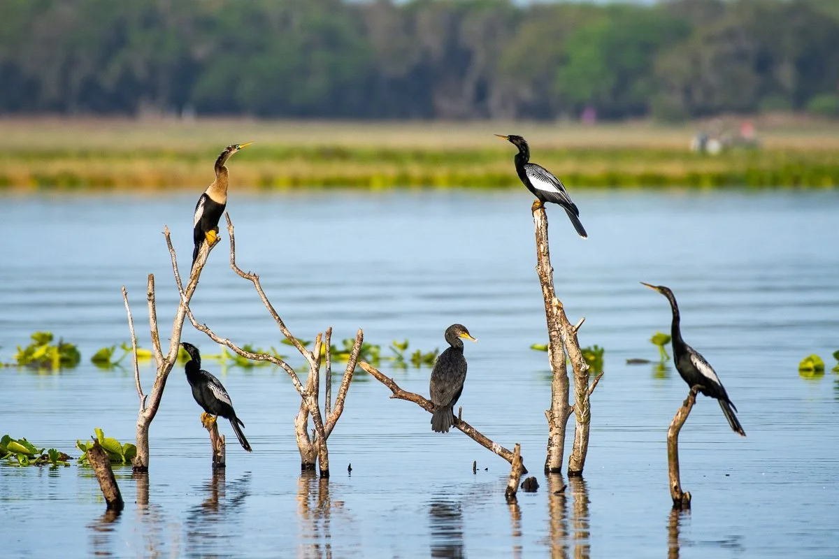 Anhingas d'Amérique et Cormoran à aigrettes